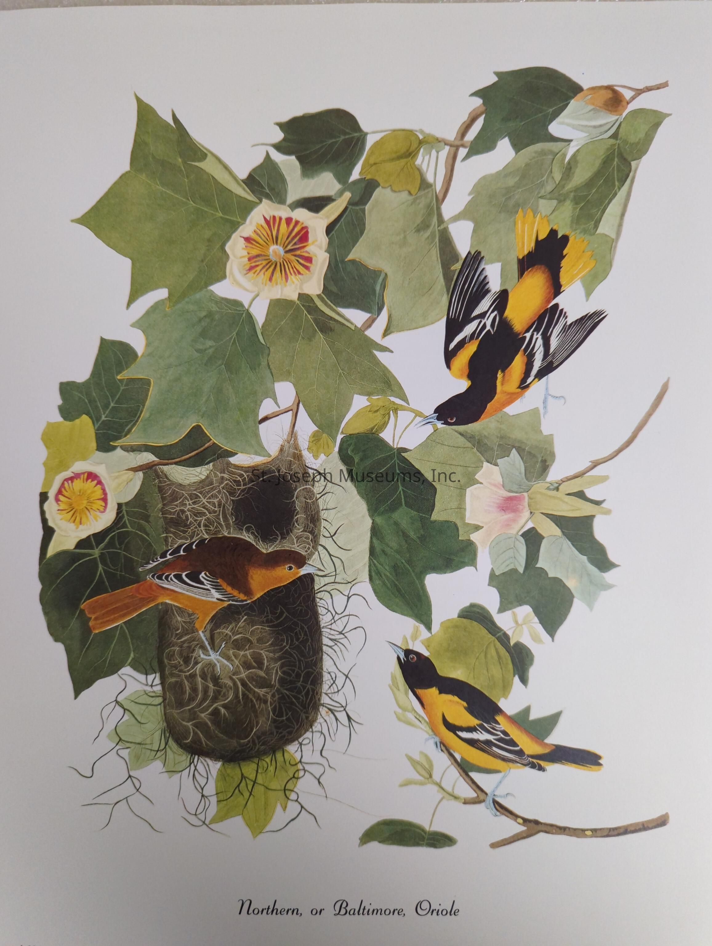 The image is an illustration depicting two Northern, or Baltimore, Orioles among lush green leaves and flowering vines. One oriole is perched inside a nest that hangs amidst the foliage, with intricate, fibrous weaving visible. The other oriole, characterized by its bright orange and black plumage, is perched on a delicate branch nearby, gazing upward, as if about to take off or communicating with its companion. The leaves, richly detailed, vary in shades of green and are punctuated by delicate flowers that possess soft pink centers surrounded by white petals. The entire scene exudes a sense of natural beauty and tranquility, capturing the vibrant essence of these birds in their natural habitat. The artwork combines realistic detail with artistic flair, offering a vivid portrayal of the avian life the orioles represent. The caption at the bottom confirms the species name, adding an educational aspect to the artwork.