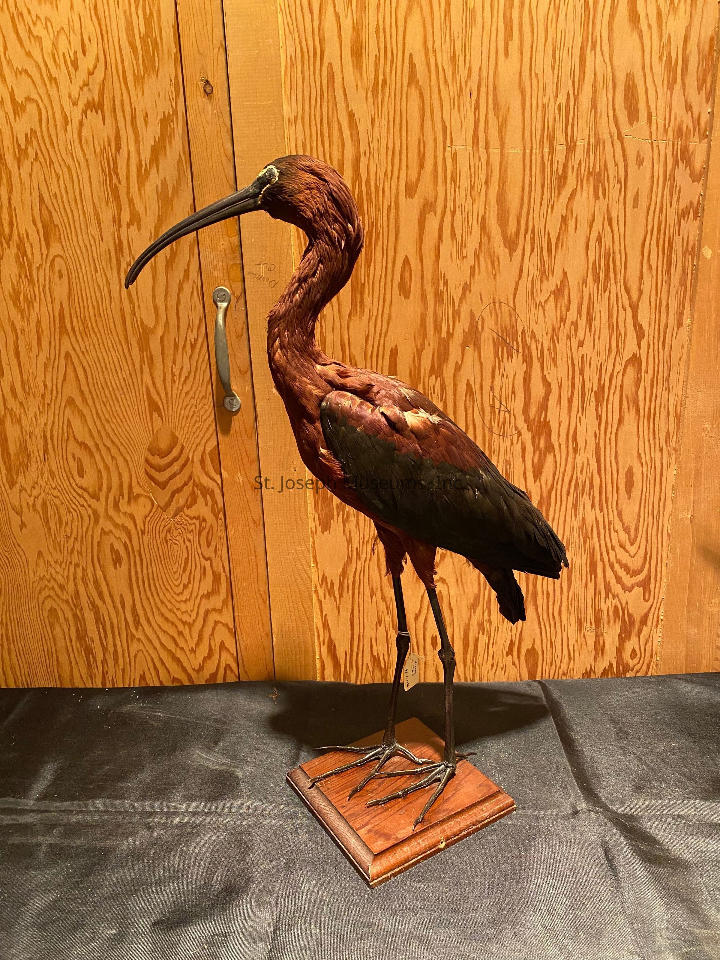 The image depicts a taxidermy bird with a distinct long, curved beak and dark plumage, perched on a wooden stand. The bird is positioned against a backdrop of light brown, wood-paneled walls, which feature a vertical pane with a silver handle, suggesting a cabinet or storage space. The texture of the wood showcases natural grain patterns, adding an organic feel to the scene. The bird's detailed features and the carefully crafted stand on which it rests are placed on a dark fabric-covered surface, providing contrast and drawing attention to the avian subject.
