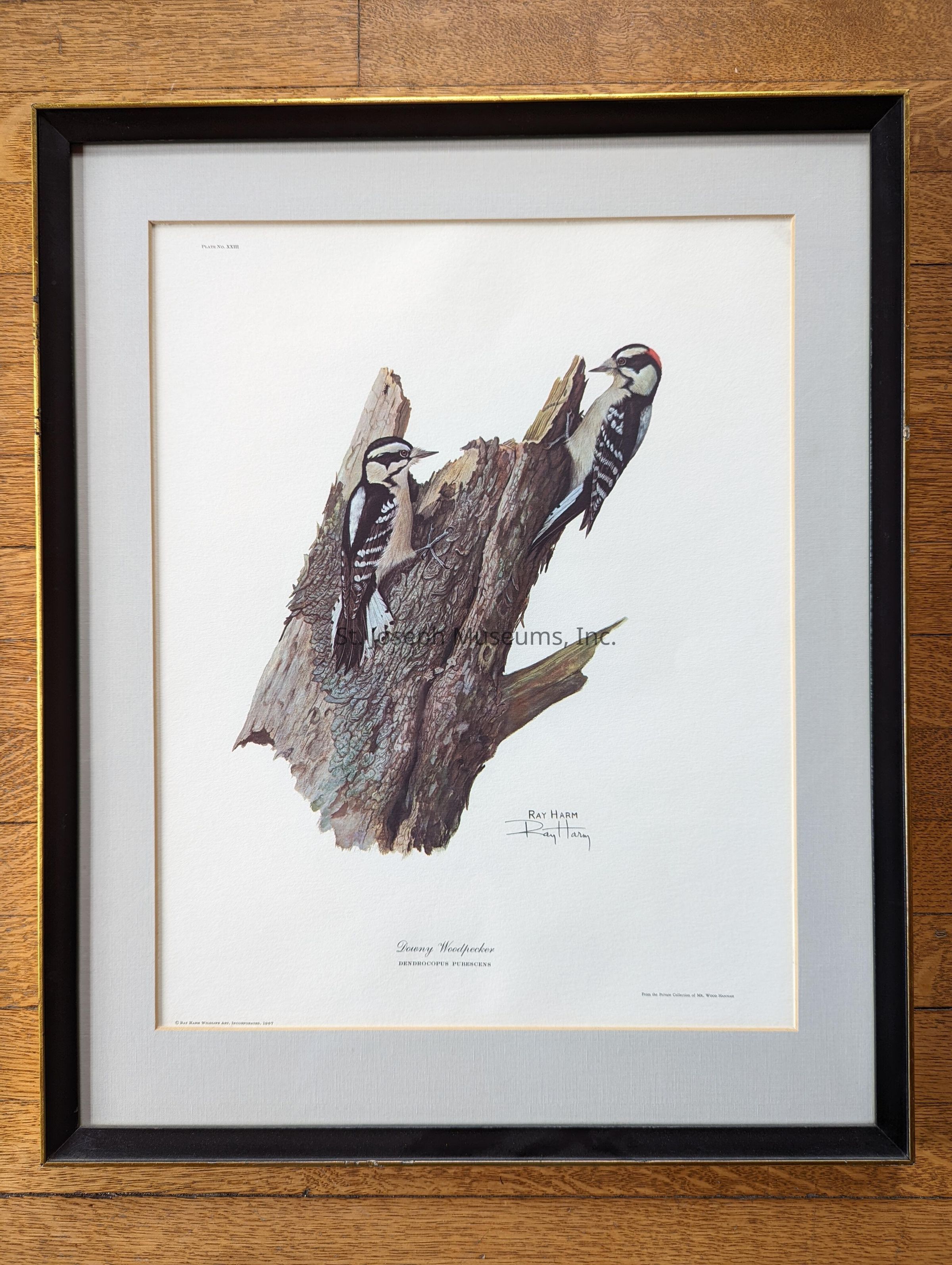 The image shows a beautifully framed print of an illustration by Ray Harm, depicting two downy woodpeckers perched on a piece of tree trunk. The artwork is carefully enclosed in a black frame with a gold inner edge, accentuating the natural tones of the illustration. The woodpeckers, distinguished by their black and white plumage with a touch of red on the head of one, are intricately detailed, showcasing their characteristic features against the textured bark. Beneath the artwork, the text identifies the species as "Downy Woodpecker," and next to it, the artist's signature, "Ray Harm," is prominently displayed, affirming the authenticity and artistry of the piece. The background is a soft, off-white, providing a clean and unobtrusive backdrop that highlights the vivid depiction of the birds. The print number is noted as "Plate No. XXXIII" in the top left corner, suggesting it is part of a series by the illustrator.