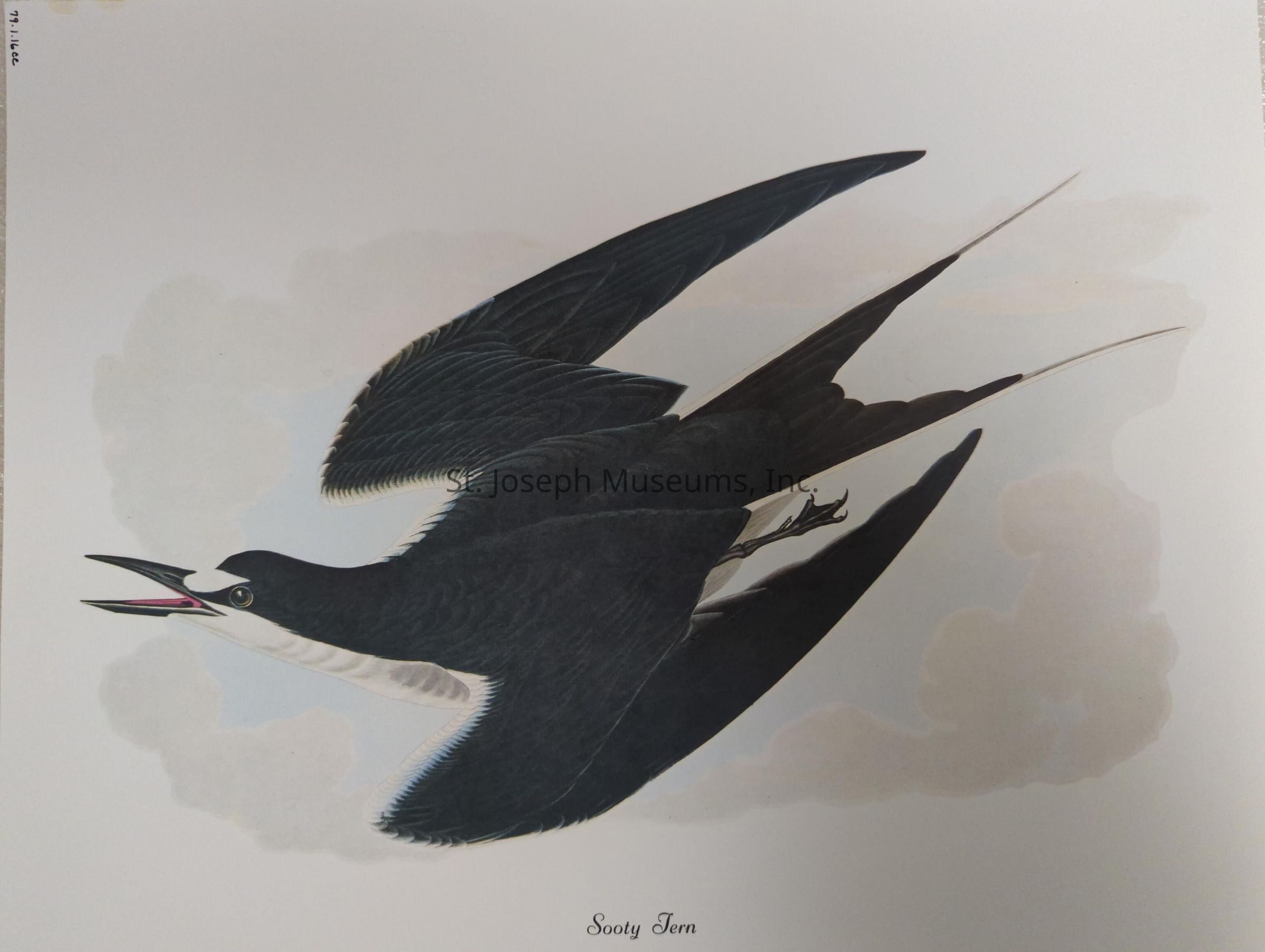 The image depicts an illustration of a Sooty Tern in mid-flight, with its dark plumage contrasting against the light background. The bird's wings are outstretched, showing off its aerodynamic shape, and its tail is elongated and forked, typical of this species. The Sooty Tern is characterized by its black upper body and white underparts, with a distinct white forehead and face region that highlights its sleek, pointed black beak, which is open as if calling out. Its eyes are a prominent feature, adding an alert and lively expression to its face, while the delicate details in the feathers, achieved through varying shades of black and gray, emphasize the texture and layering of its plumage. The background features soft, cloud-like formations in pale tones, providing a serene and expansive sky-like setting that enhances the impression of the bird soaring freely in its natural habitat. This artistic portrayal captures the elegance and grace of the Sooty Tern in flight, celebrating its athletic form