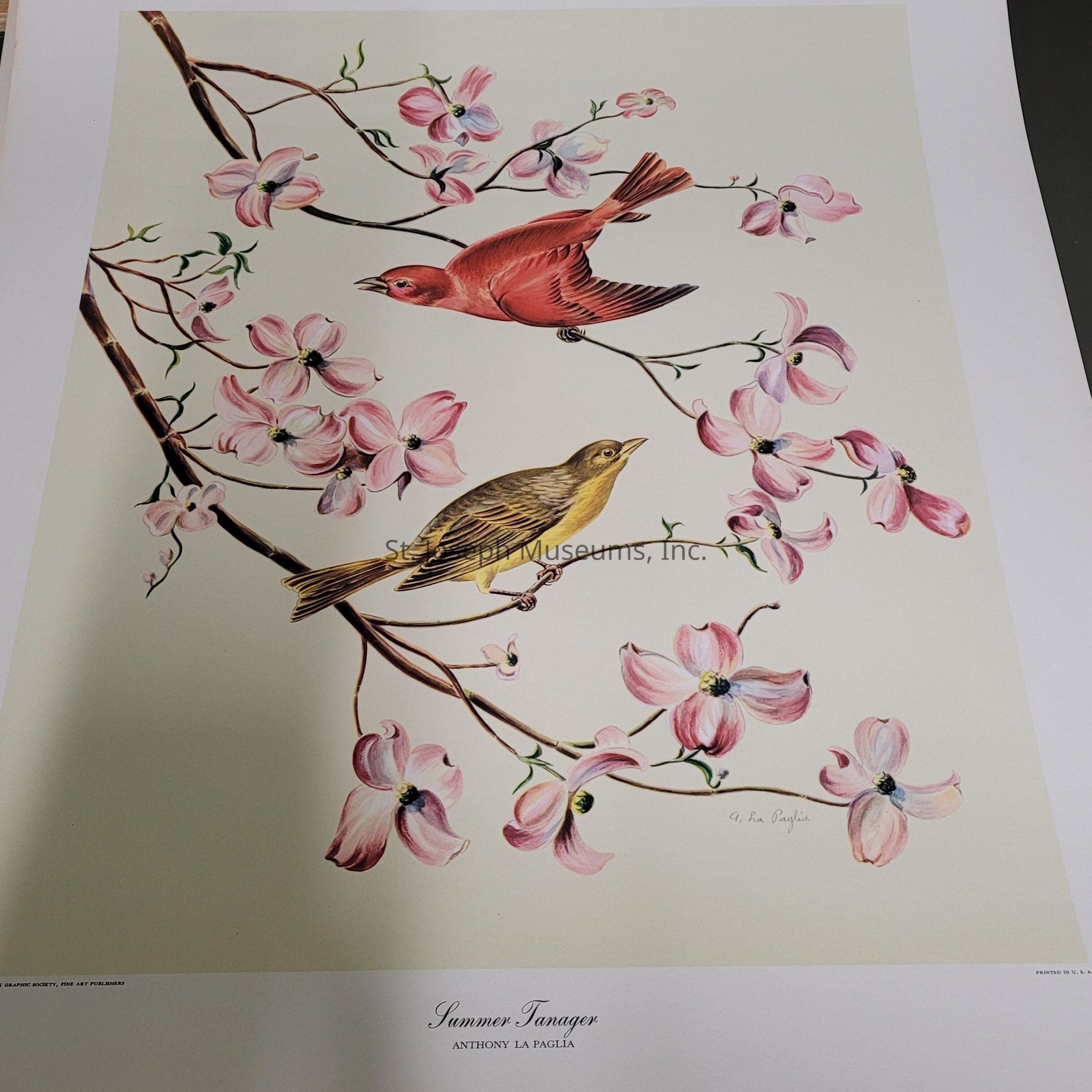 The image is a detailed illustration of two colorful birds perched on flowering branches. One bird is predominantly red, while the other is yellowish-brown. They are surrounded by an array of delicate pink flowers with green leaves, likely representing dogwood blossoms. The composition is elegantly arranged against a neutral background, highlighting the vibrant colors and intricate details of both the birds and the flowers. The artwork is titled "Summer Tanager" by Anthony La Paglia, suggesting that the birds depicted might be tanagers, known for their striking plumage. The overall tone of the illustration is serene and captures the beauty of nature.