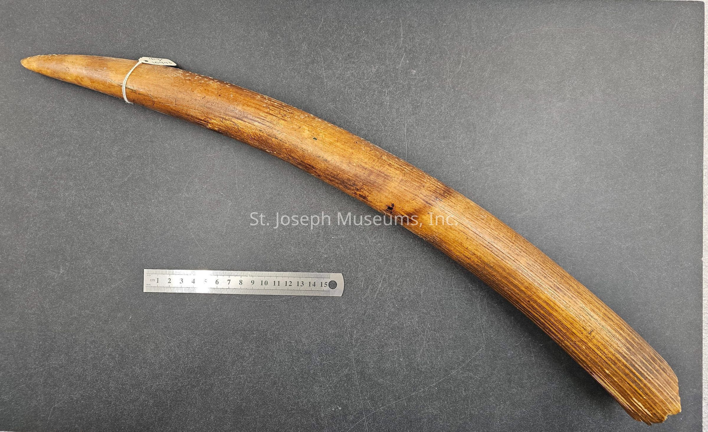The image shows a large, curved object resembling a tusk or horn placed against a dark gray background. The object is light brown with various textured details and markings along its surface, giving it a natural and aged appearance. Near the base of the object, a thin string is wrapped around it, suggesting a form of labeling or tagging. Next to the object is a silver metallic ruler with measurements in centimeters, placed horizontally, providing a scale for size comparison and indicating that the object measures around 35 centimeters in length.