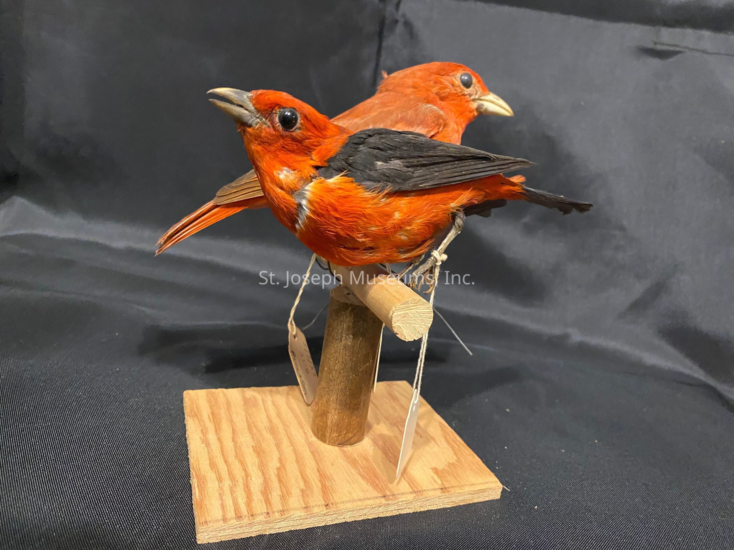 The image showcases two vibrant orange and black birds perched on a simple wooden stand against a dark background. The birds, with striking bright orange plumage and contrasting black wings, appear to be meticulously positioned on the cylindrical perch. Each bird is tethered to the stand, suggesting that they might be preserved specimens or models used for educational or display purposes. The wooden base appears sturdy, with the natural grain of the wood visible. The background fabric, with its deep black hue, provides a muted and elegant contrast, enhancing the vivid coloration of the birds and making them the central focus of the composition.