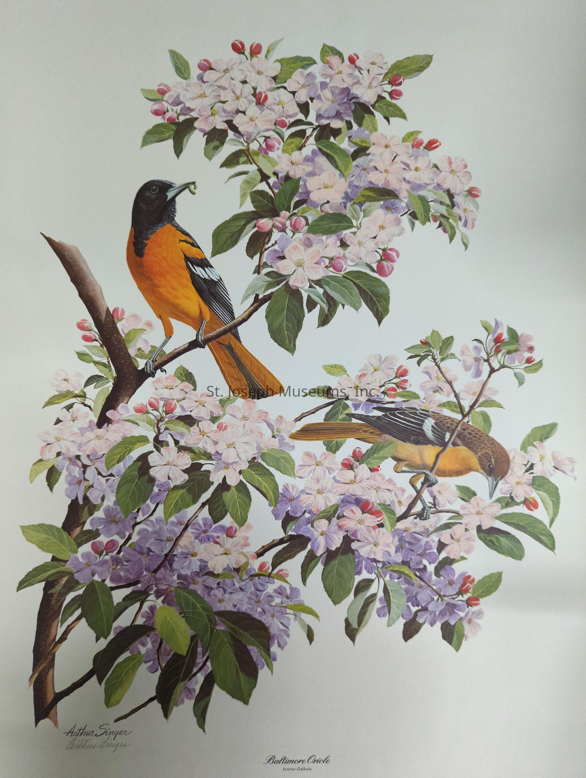 The image beautifully depicts two Baltimore Orioles perched on a blossoming branch, adorned with lush green leaves and an abundance of delicate pink and light purple flowers, along with a few red buds. The oriole on the left, with its striking black head and vivid orange body, is seen gripping a small caterpillar in its beak, creating a dynamic contrast with the vibrant floral backdrop. Meanwhile, the oriole on the right, showcasing a mix of orange, dark brown, and yellow plumage, appears to be peering down towards the petals, allowing viewers to appreciate the intricate patterns on its wings. This serene and visually appealing scene captures the harmony of nature, as the brightly colored birds interact gracefully among the flowering branches. The overall composition is a testament to the artist's skillful attention to detail, making it an exquisite portrayal of springtime splendor, with both flora and fauna in perfect balance. The soft colors and fine detailing create a sense of tranquility and the allure of natural beauty.