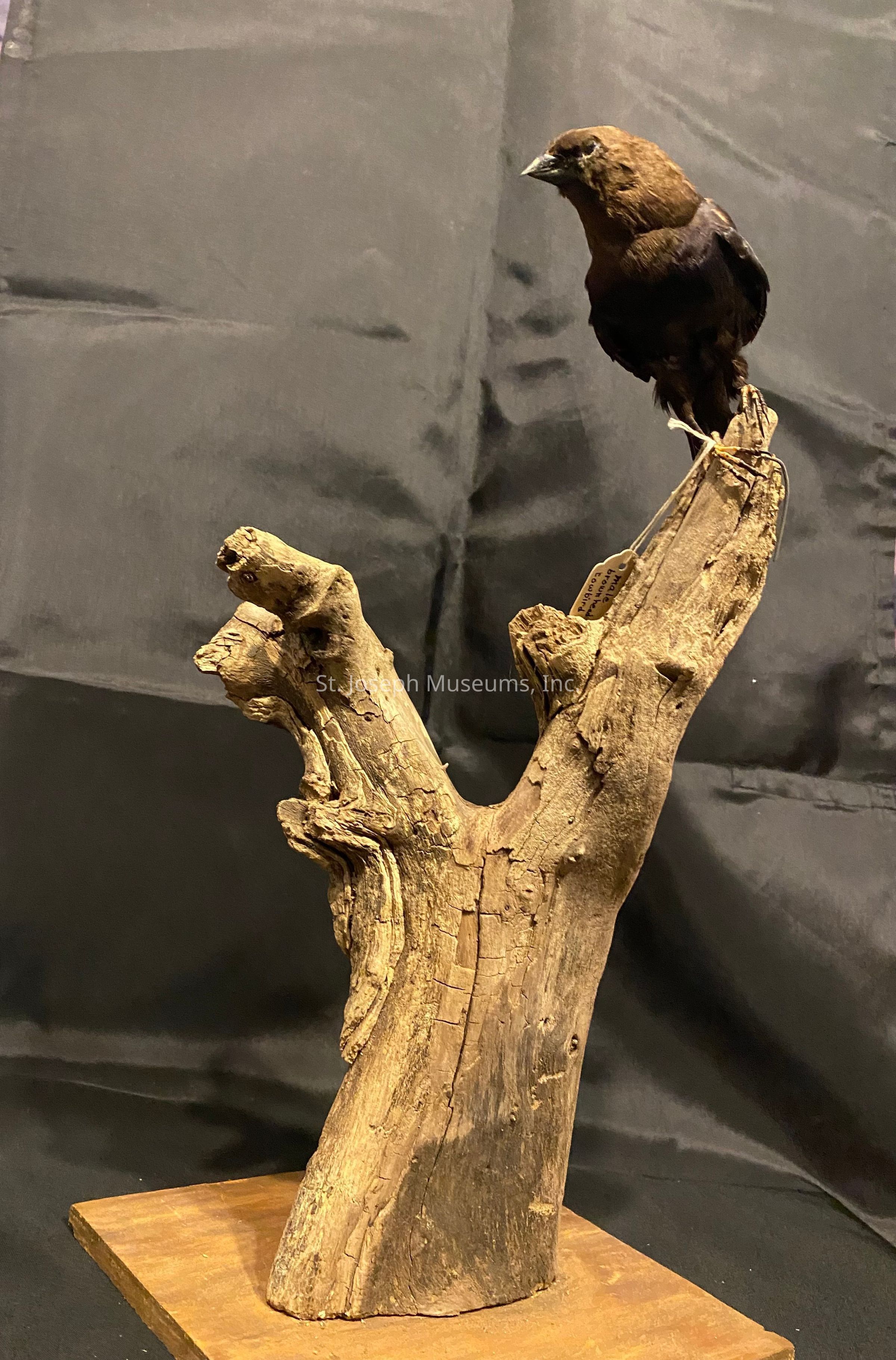 In this image, a bird is perched on a piece of gnarled, weathered wood that rises from a wooden base, creating a naturalistic and rustic display. The bird, with dark plumage and a lighter brown head, sits calmly atop the highest branch of the wood, which is textured with cracks and lines, suggesting age and exposure to the elements. The background is a plain dark cloth, which provides contrast to the earthy tones of the bird and wood, allowing them to stand out prominently in the composition. A small tag is attached to the wood, possibly indicating some information about the display.