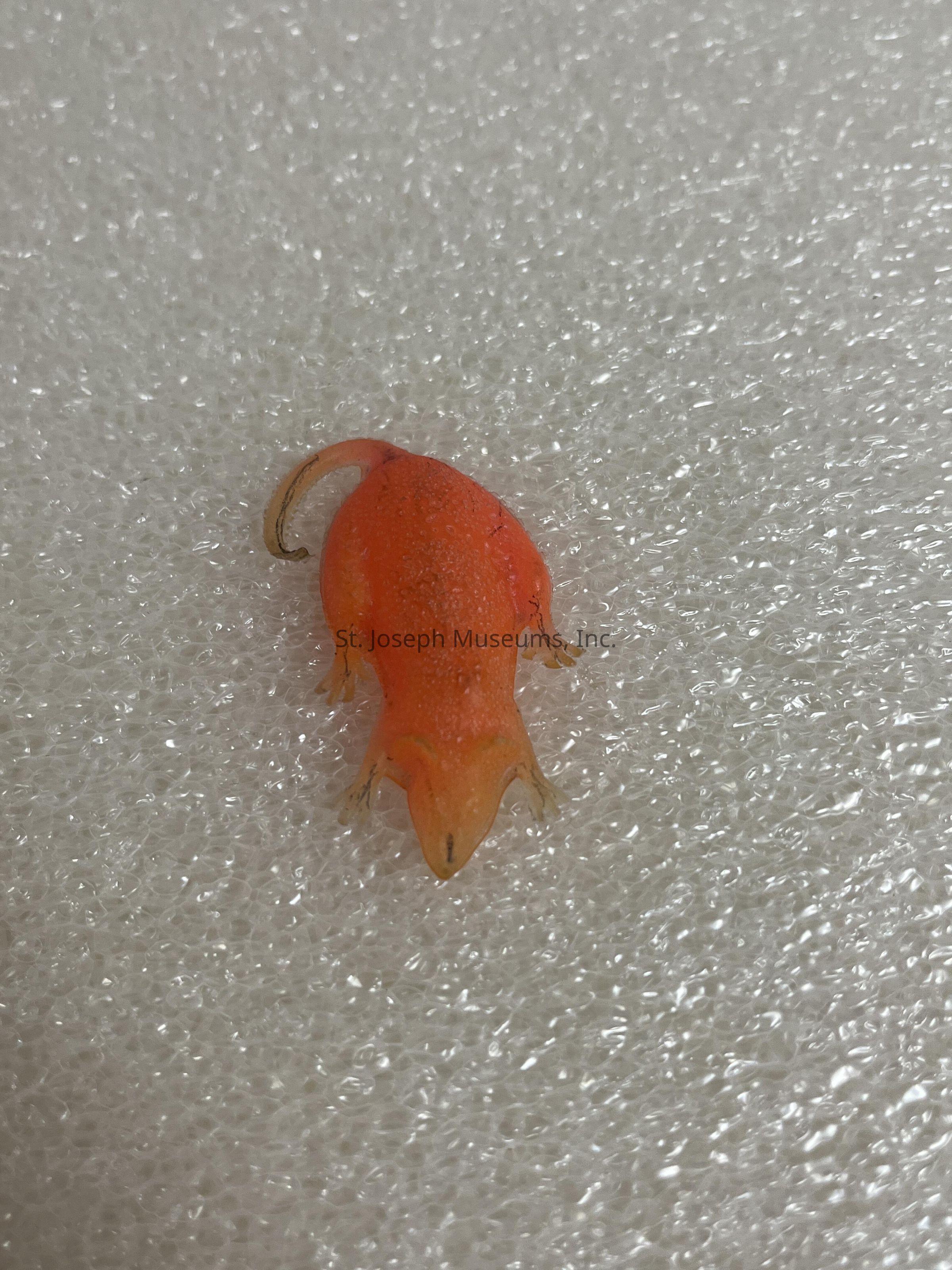 The image shows a small, bright orange amphibian, specifically a newt, resting on a textured, white surface. Its vivid color contrasts sharply against the background, highlighting its distinct features. The newt has a slender, curved body with a tail extending behind it, and small, delicate limbs splayed out to the sides. Tiny droplets of water can be seen on its skin, giving it a glossy appearance. The textured surface beneath looks like a soft, bubbly foam, which serves as a backdrop, emphasizing the newt's vibrant hue and smooth, moist skin texture.