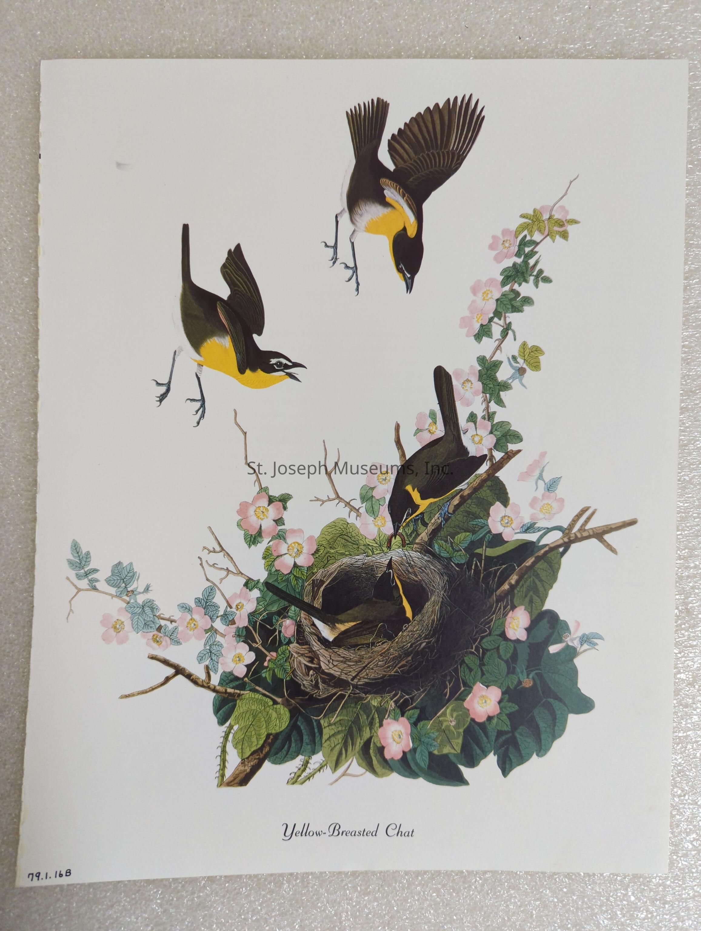 The image features a detailed illustration of several Yellow-Breasted Chats in a natural setting, with two birds in mid-flight above a nest filled with twigs and leaves, where another chat is perched, seemingly nurturing its young. Surrounding the nest are delicate, blossoming pink flowers and lush green foliage, enhancing the scene's vividness and emphasizing the depiction of the birds in their natural habitat. The artwork effectively captures the dynamic nature and characteristic features of the Yellow-Breasted Chat, with their striking yellow chests and rich brown plumage highlighted. This illustration, both artistic and scientifically appealing, serves as an exquisite representation of avian life, showcasing the species in motion and in rest, while the text "Yellow-Breasted Chat" is inscribed at the bottom, identifying the species. The composition reflects a harmonious blend of nature and wildlife, beautifully portrayed through meticulous attention to detail and vivid coloration, offering a snapshot of bird behavior, integration in natural surroundings, and the intricate beauty of wildlife.