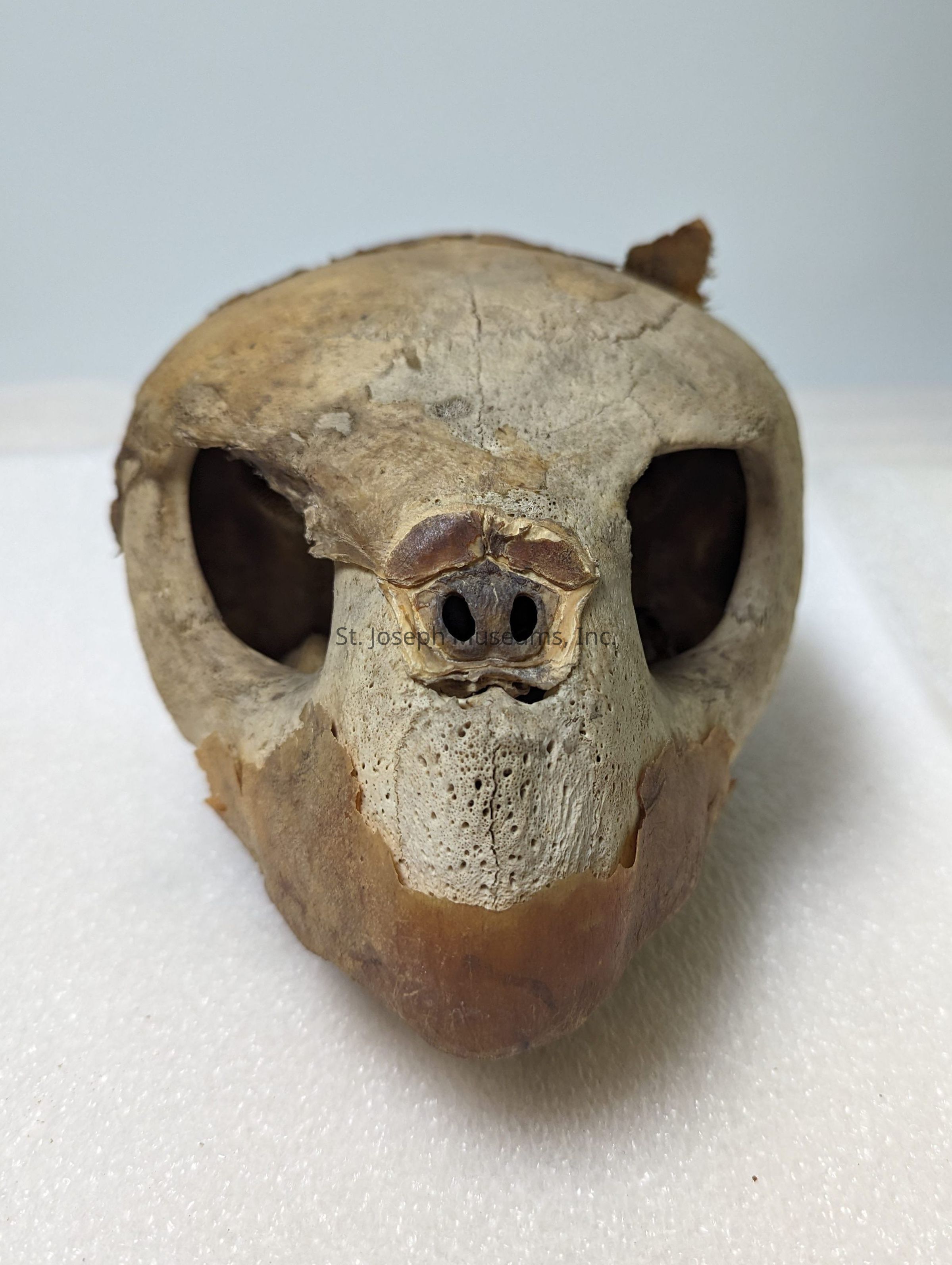 The image depicts a turtle skull resting on a white surface, showcasing its distinct anatomical features such as the prominent nasal openings and the large, rounded eye sockets, with the bone exhibiting a textured and slightly worn appearance, suggesting age or weathering; the skull's surface has various shades of brown, ranging from lighter areas around the nose to darker tones on the outer edges, providing clear insight into the biological structure and adaptations of the turtle species it once belonged to, offering a visually engaging subject for study in natural history or for enthusiasts interested in the morphology of reptiles; additionally, the background is a soft, neutral color that further emphasizes the details of the skull without distractions, allowing for easy observation of its intricate form and contributing to a better understanding of the aspects related to turtle anatomy and its evolutionary significance, as well as presenting an opportunity to appreciate the natural processes that shape such skeletal remains over time.