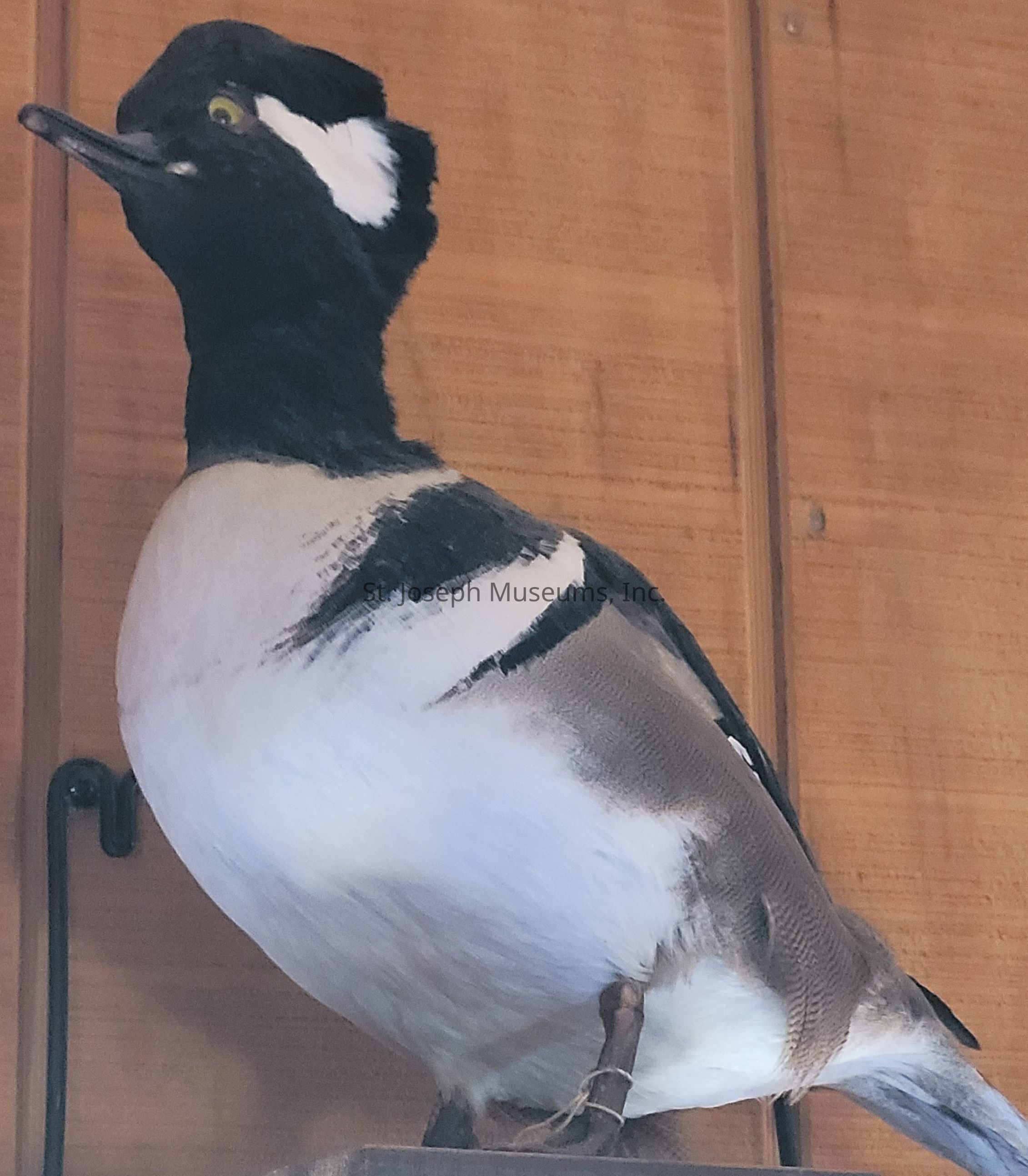 The image showcases a taxidermy duck on display against a wooden backdrop. This bird features a striking, well-defined contrast between its black head, which sports a distinctive white patch just behind the eye, and its white chest and neck. The upper parts of the body display a rich blend of black and dark brown, transitioning smoothly into its lighter-colored underbelly and flanks. Its bill is sleek and slightly pointed, enhancing its elegant profile. The duck is perched on a supporting structure, allowing for a clear view of its plumage and the natural curvature of its neck and head. Its eyes appear focused, creating a lifelike impression as though it were observing its surroundings attentively.