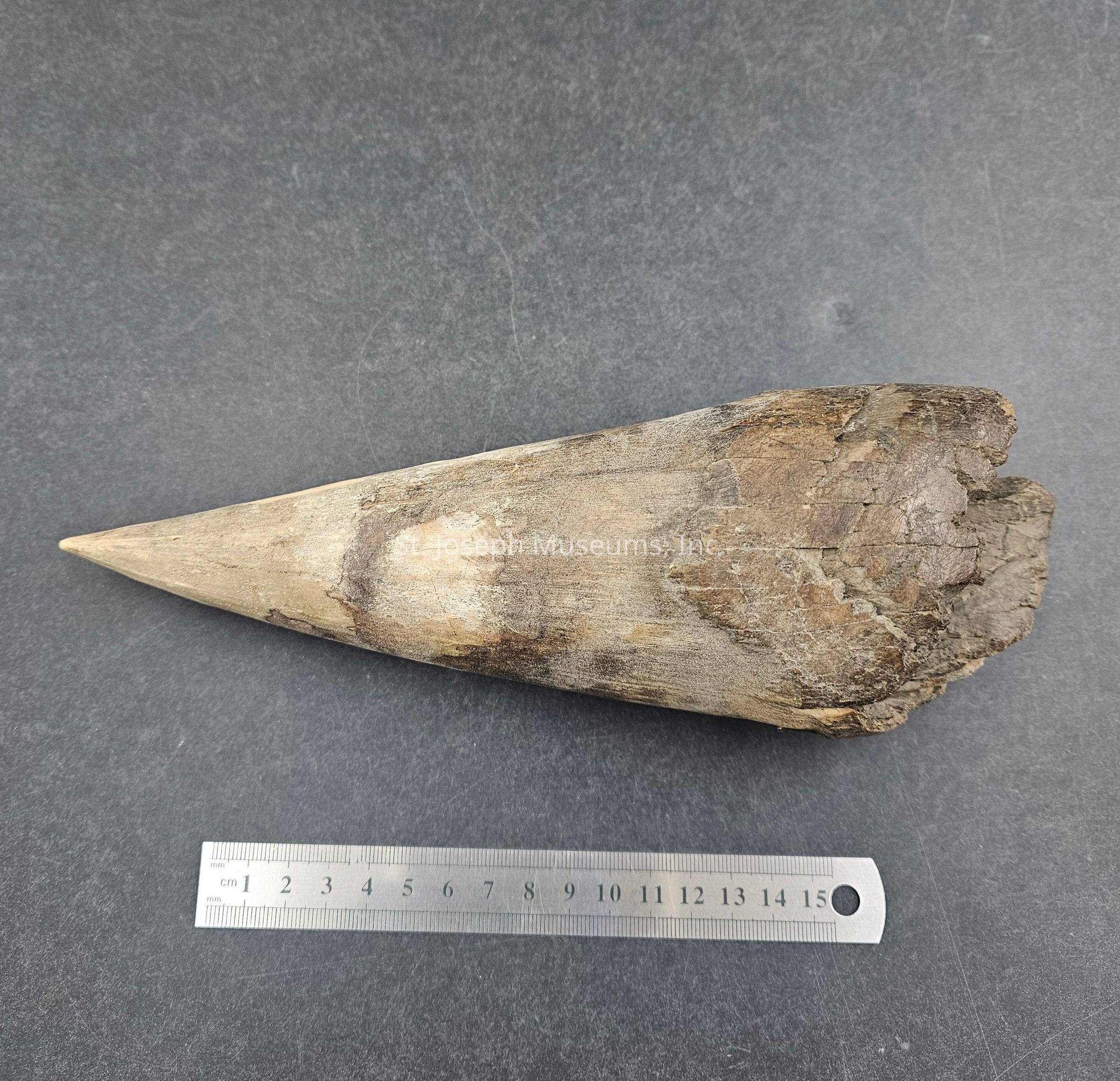The image displays a fossilized object that resembles a conical tusk or horn, placed on a flat, textured surface. The fossil appears aged and weathered, showing a mix of earthy tones ranging from light beige to darker brown, with patches of calcification and slight cracking evident along its surface. The pointed end of the fossil tapers smoothly to a fine tip, while the broader base looks rough and irregular, indicating natural wear or damage over time. Beside the fossil is a clear, metallic ruler with millimeter and centimeter markings, which measures the fossil’s length to approximately fifteen centimeters. The background is a plain, dark gray surface that provides a neutral contrast, highlighting the features and texture of the fossil. This setup is likely used for scientific or educational purposes, offering a scale for better understanding the fossil’s size and details. The lighting in the image is subtle and diffused, ensuring no harsh reflections or shadows obstruct the view of the fossil or the ruler.