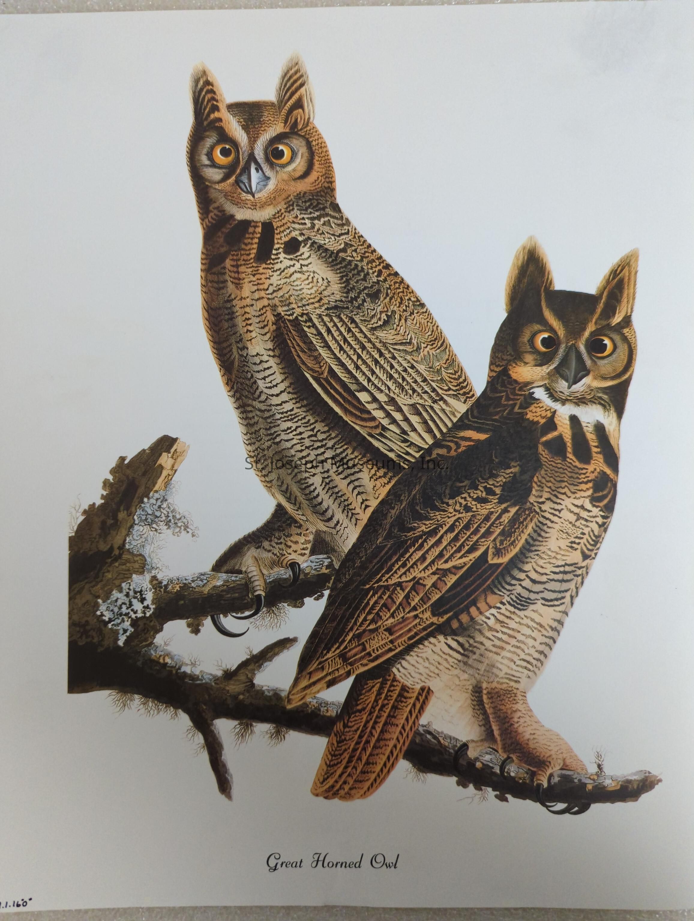 The image depicts a detailed illustration of two Great Horned Owls perched on a branch. The owls exhibit striking features with prominent ear tufts, large yellow eyes, and intricately patterned plumage in shades of brown and beige. Their powerful talons grip the branch, which is adorned with patches of lichen, providing a sense of their natural habitat. The owl on the left is shown in a more upright position, looking directly ahead, while the one on the right appears slightly smaller and more relaxed in posture. The background is a clean, light color, which emphasizes the vivid and precise details of the owls’ feathers and stature. The text “Great Horned Owl” is elegantly inscribed at the bottom, identifying the species depicted in this artistic rendering. This illustration captures the majestic and mysterious presence of these nocturnal birds, often seen as symbols of wisdom and intelligence in various cultures.