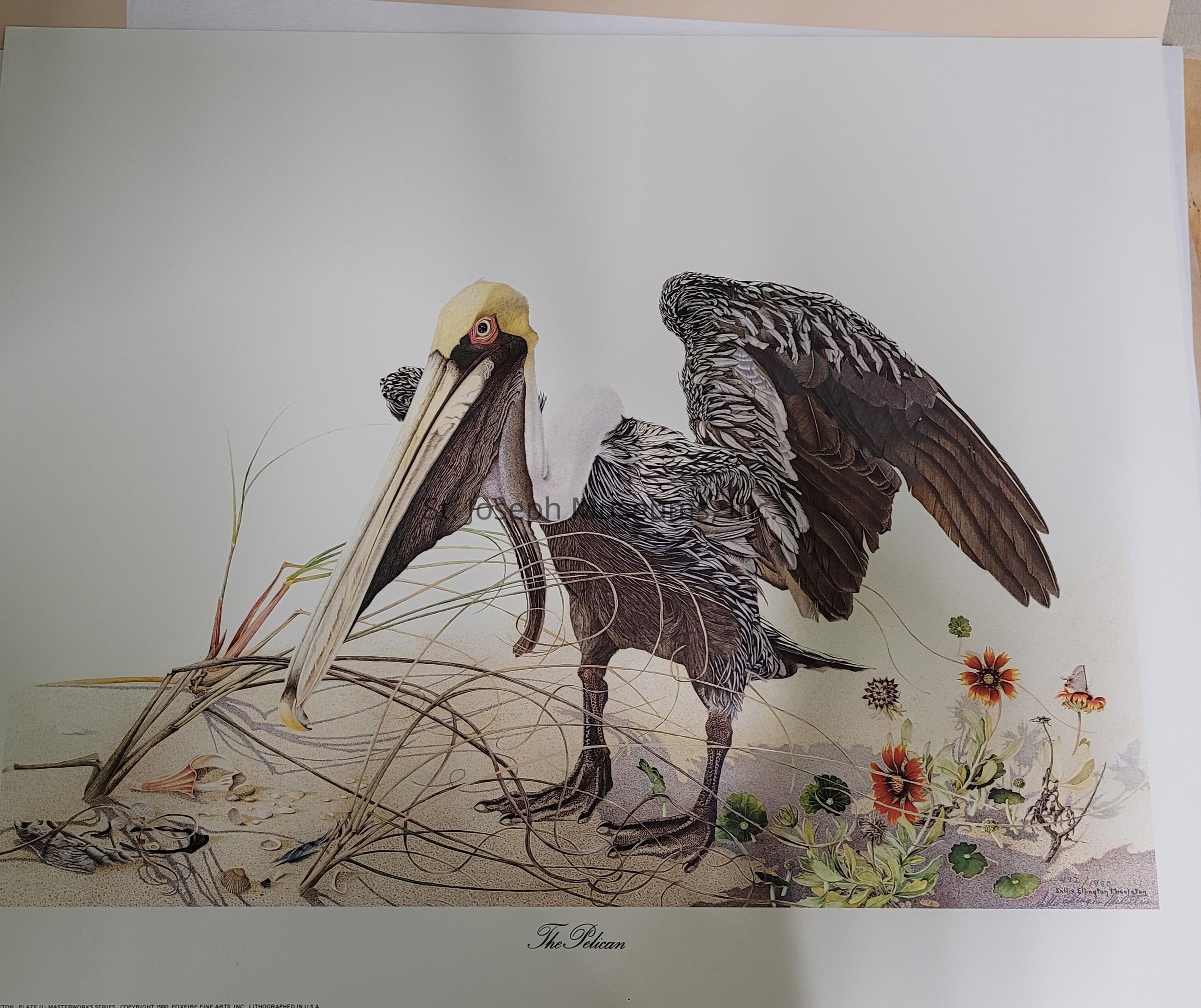 The image depicts a detailed illustration of a pelican with its large beak open and wings partially spread, standing on a sandy surface. The bird is intricately drawn, showcasing a mix of white, black, and brown feathers. The scene captures various natural elements, including grass and colorful flowers, adding vibrant touches that contrast with the pelican's monochromatic plumage. The attention to detail in the drawing highlights the textures of the bird's feathers and the delicate features of the surrounding flora, emphasizing the harmonious interplay between the pelican and its environment. The drawing is labeled "The Pelican," reinforcing the focus on this magnificent bird.