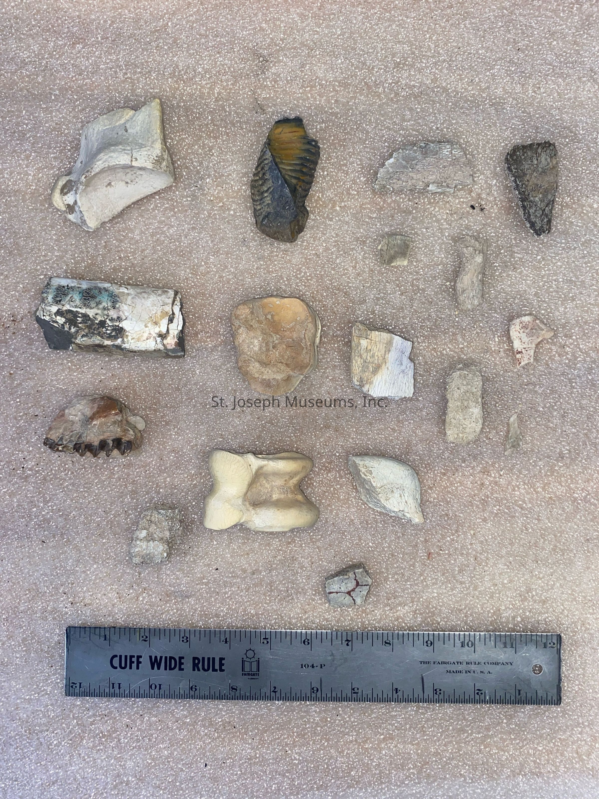 The image displays an assortment of various fossils and stones arranged on a textured, sandy surface, featuring a mix of artifacts including a dark trilobite fossil, various bones, and shell fragments, each with different shapes and hues, alongside a standard ruler placed below for scale, measuring up to twelve inches, providing perspective on the objects’ sizes and highlighting the diversity in both texture and color of the collection, evoking curiosity about their origins, historical significance, and the natural processes that shaped them over time,