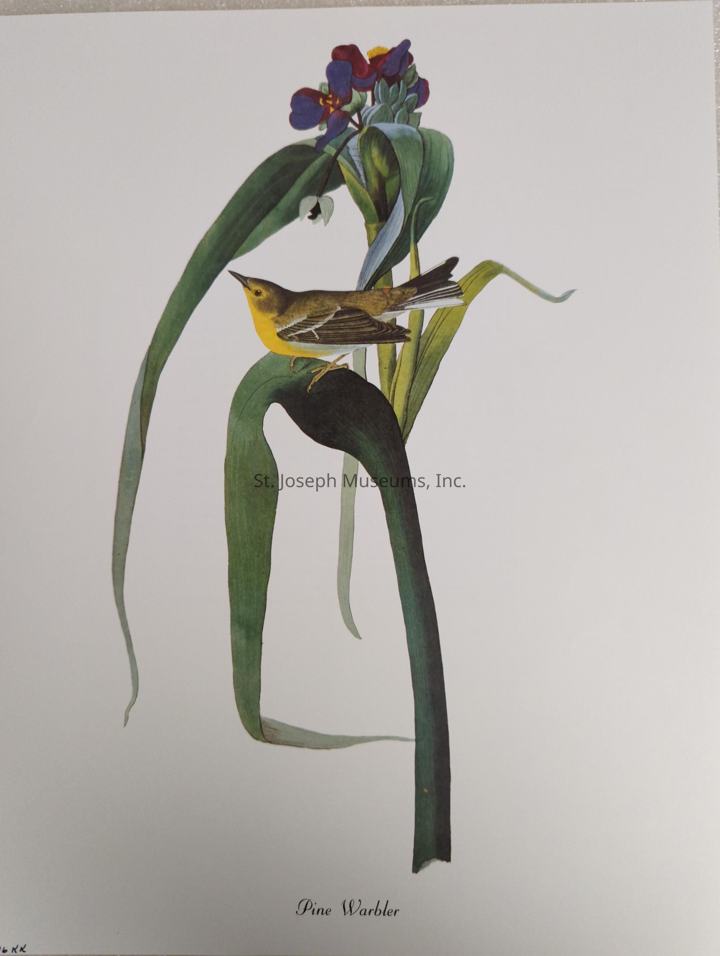 The image depicts an illustration of a Pine Warbler perched on a green stalk, accompanied by delicate purple flowers at the top of the plant. The bird has a vivid yellow breast and a brownish back, showcasing its detailed plumage. The greenery seems to gracefully curve around the bird, providing a natural setting for the warbler. The flowers, with their deep purple and red hues, add a touch of vibrant contrast to the more muted tones of the bird and foliage. Positioned against a plain background, the elements in the illustration stand out with clarity and elegance, focusing attention on the delicate beauty of the bird and the plant. Below the illustration, "Pine Warbler" is written, identifying the bird species depicted in the scene.