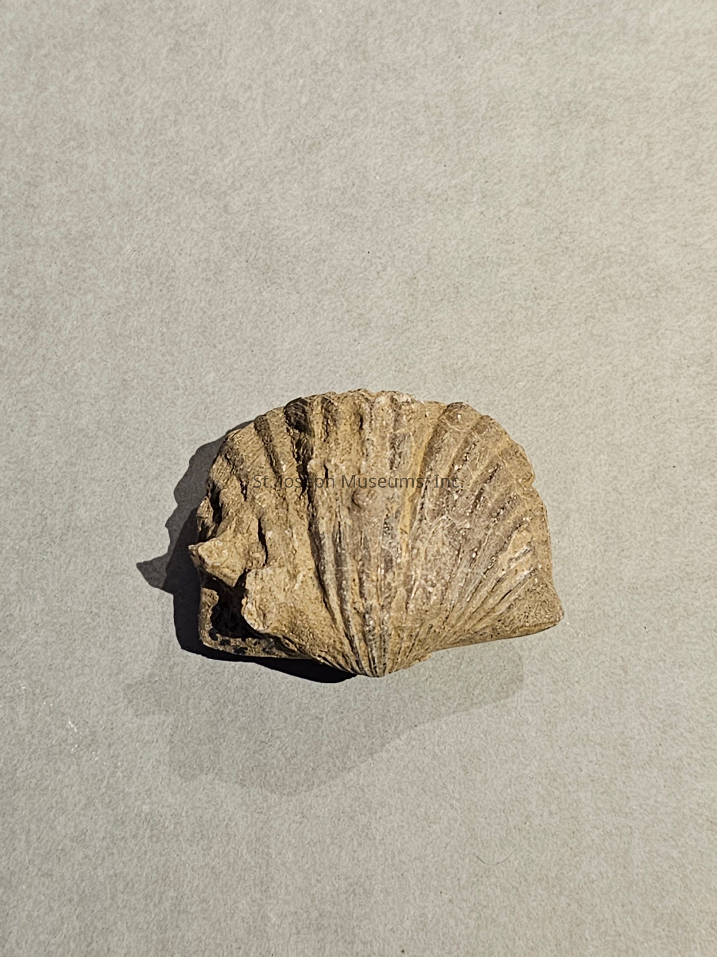 The image depicts a close-up of a textured, fossilized shell, possibly from a marine creature, featuring distinct ridges and grooves radiating from the center, set against a plain, light-colored background; the fossil's weathered appearance and earthy tones suggest it has been preserved for a significant period, displaying the natural beauty and organic patterns formed through geological processes; the shell's structure, resembling that of a scallop or similar bivalve, showcases intricate detailing, with each line highlighting the minutiae of its historical and biological origin, providing a glimpse into ancient marine environments.