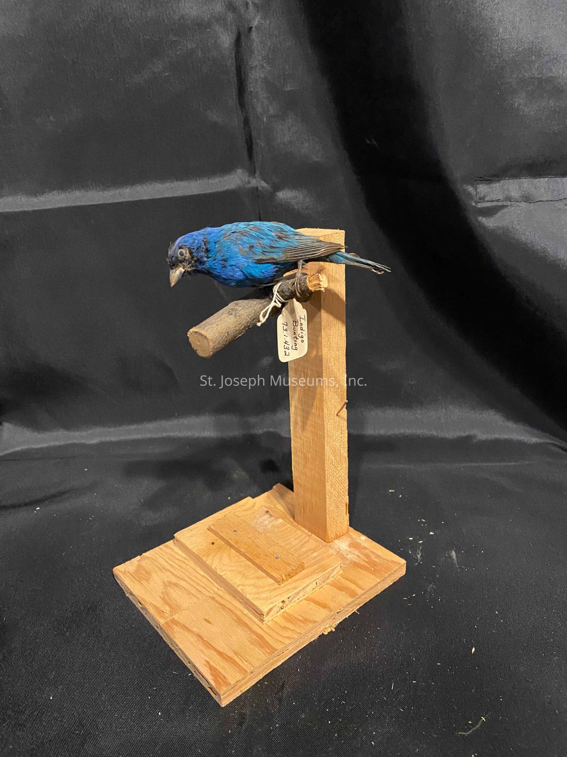 The image features a vivid blue bird perched on a wooden stand against a black backdrop. The bird has a striking cobalt blue plumage with hints of black and gray in its feathers, accentuating its vibrant appearance. Its beak is short and stout, typical of seed-eating birds. The stand on which the bird rests is made of light-colored wood and consists of a vertical post supported by a square base. A small branch attached to the post serves as the perch for the bird. There is a tag tied to the branch, featuring handwritten text, though the details are not clear at this distance. The black backdrop emphasizes the vivid colors of the bird, making it the focal point of the image. The overall composition suggests a display, possibly for educational or decorative purposes, with the bird carefully positioned to highlight its features.