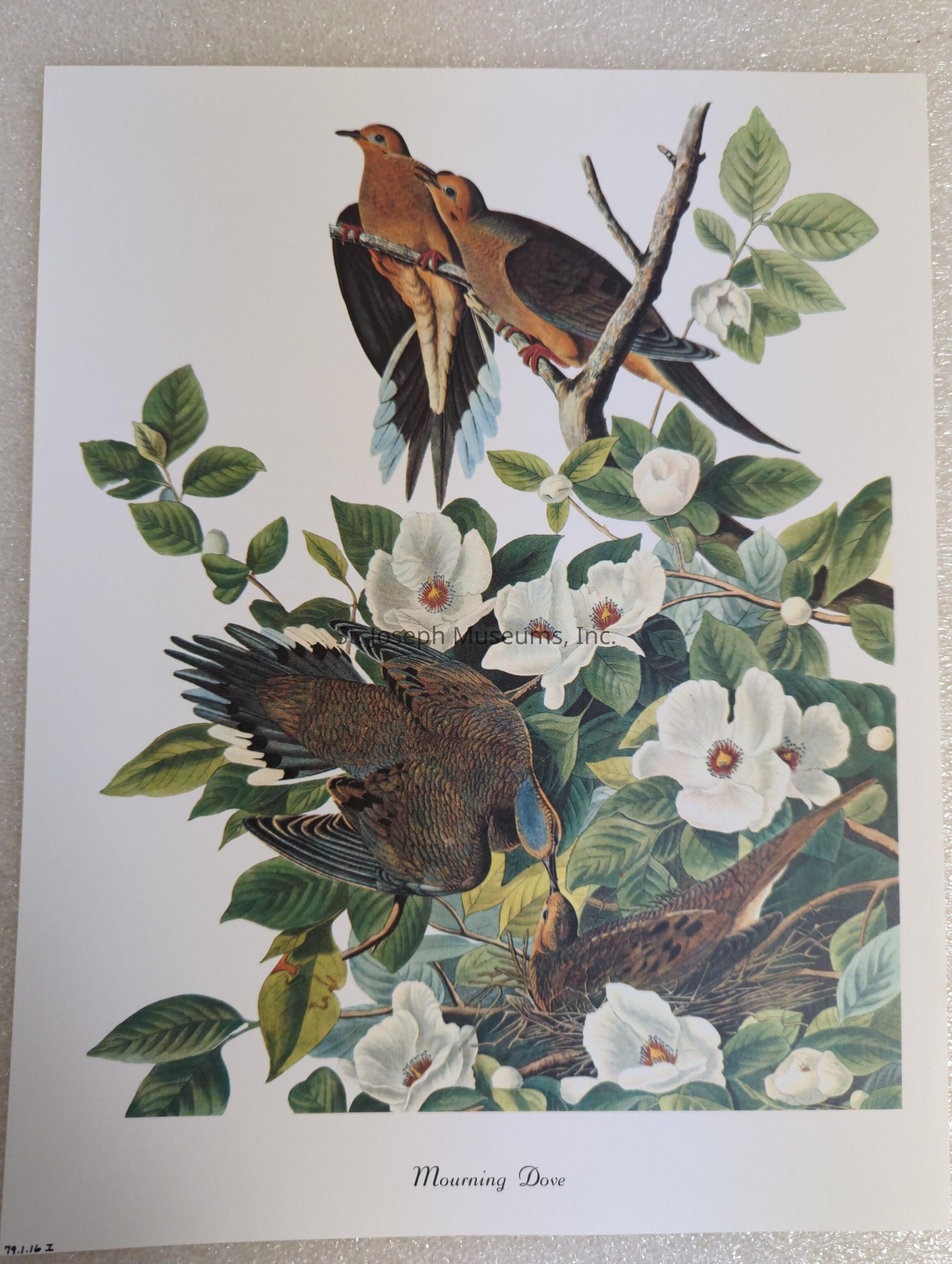 The image is an artistic illustration depicting mourning doves amidst lush greenery and white flowers, with two doves perched on a branch and another pair engaged in nesting activities lower in the composition; the detailed portrayal of the doves highlights their brown and gray plumage and subtle markings, while the surrounding foliage consists of deep green leaves and delicate white blossoms with pink centers, adding vibrant contrast to the scene; the harmonious balance of nature is visually rendered in an intricate style, emphasizing the serenity and grace of these birds in their natural habitat, capturing a moment of gentle interaction and tranquility in the environment, and showcasing the beauty of avian life intertwined with the botanical elements of their ecosystem.