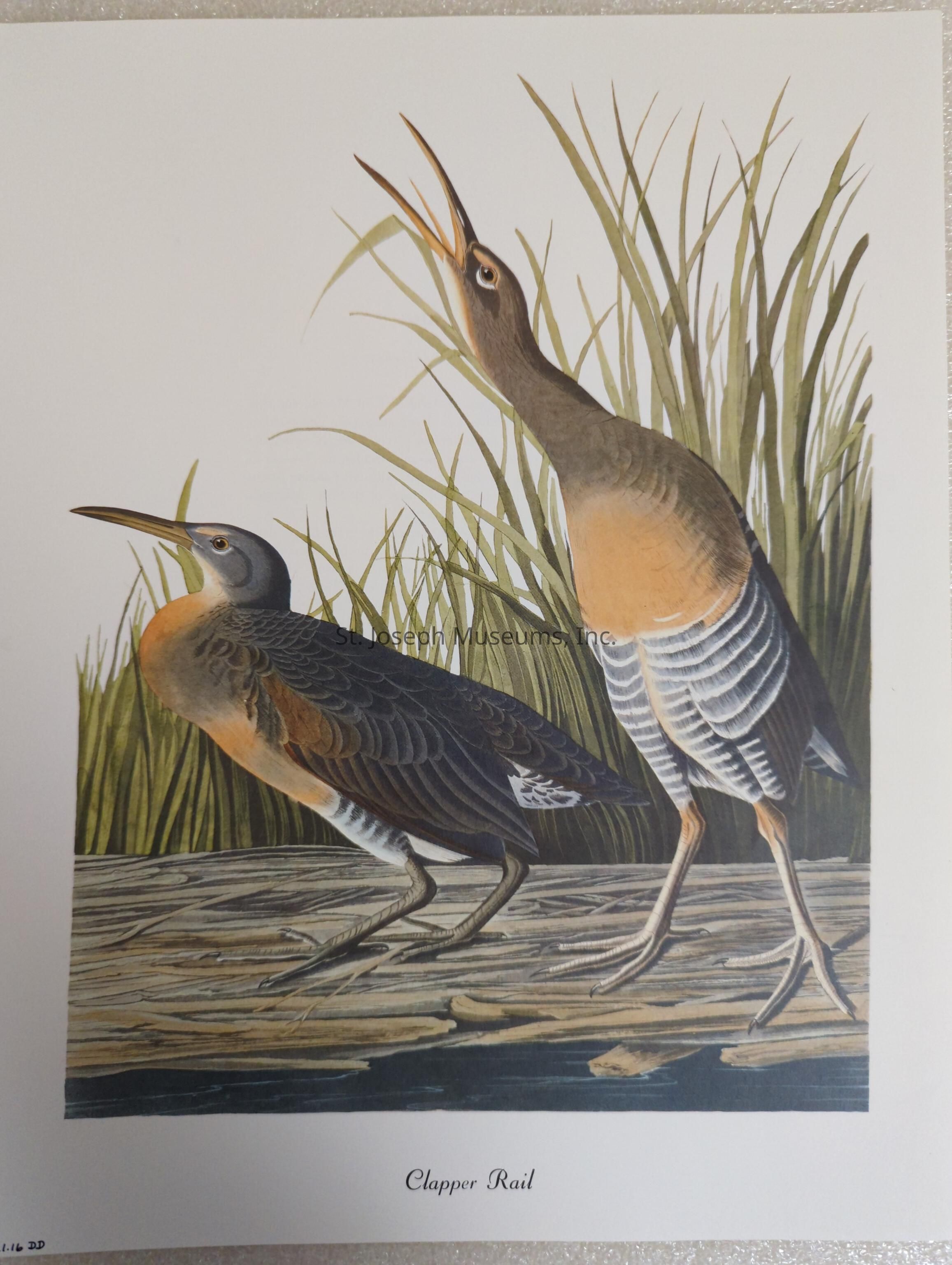 The image depicts an artistic illustration of two Clapper Rails standing on a textured wooden surface, surrounded by tall green grasses that evoke a natural marsh habitat. The bird on the left is shown with its head slightly lowered, showcasing its distinctively long bill and intricately patterned brown and gray feathers, with subtle hints of orange on its chest. Its companion, positioned slightly behind and to the right, is captured mid-call, its beak open wide, revealing an elegant neck and an attentive posture. This scene beautifully captures the essence of these wading birds in their natural environment, accentuating their unique physical characteristics and natural behaviors by the vibrant and precise coloring.