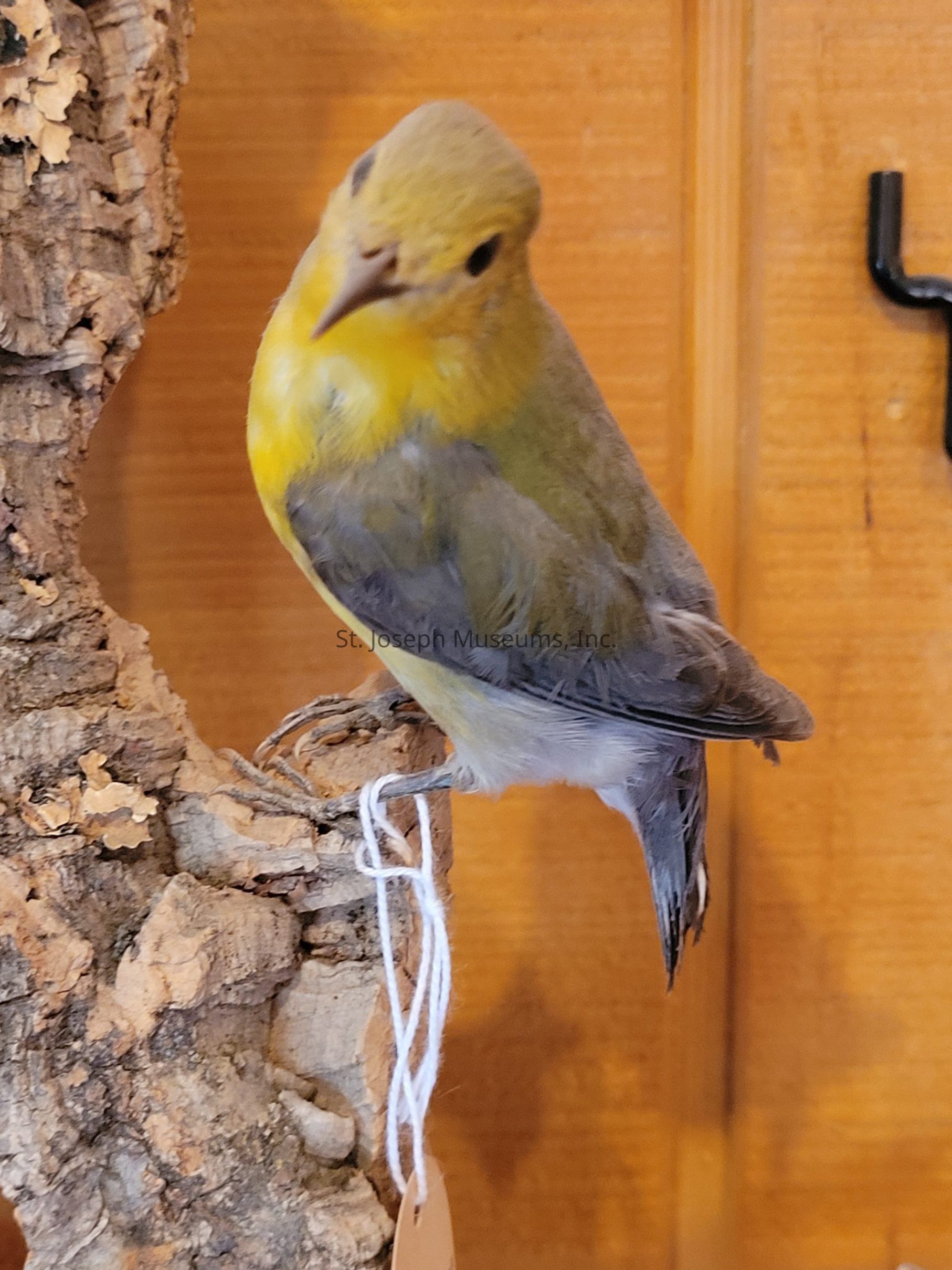 The image depicts a small bird perched on a piece of rugged, textured wood with an earthy, natural appearance. The bird has soft yellow plumage on its chest and head, while its wings and back are a mix of gray and brown. A piece of white string is loosely tied around one of its legs, suggesting the bird might be part of a display or exhibit, possibly in a natural history setting. The background features a wooden surface, adding to the rustic, warm ambiance of the scene.