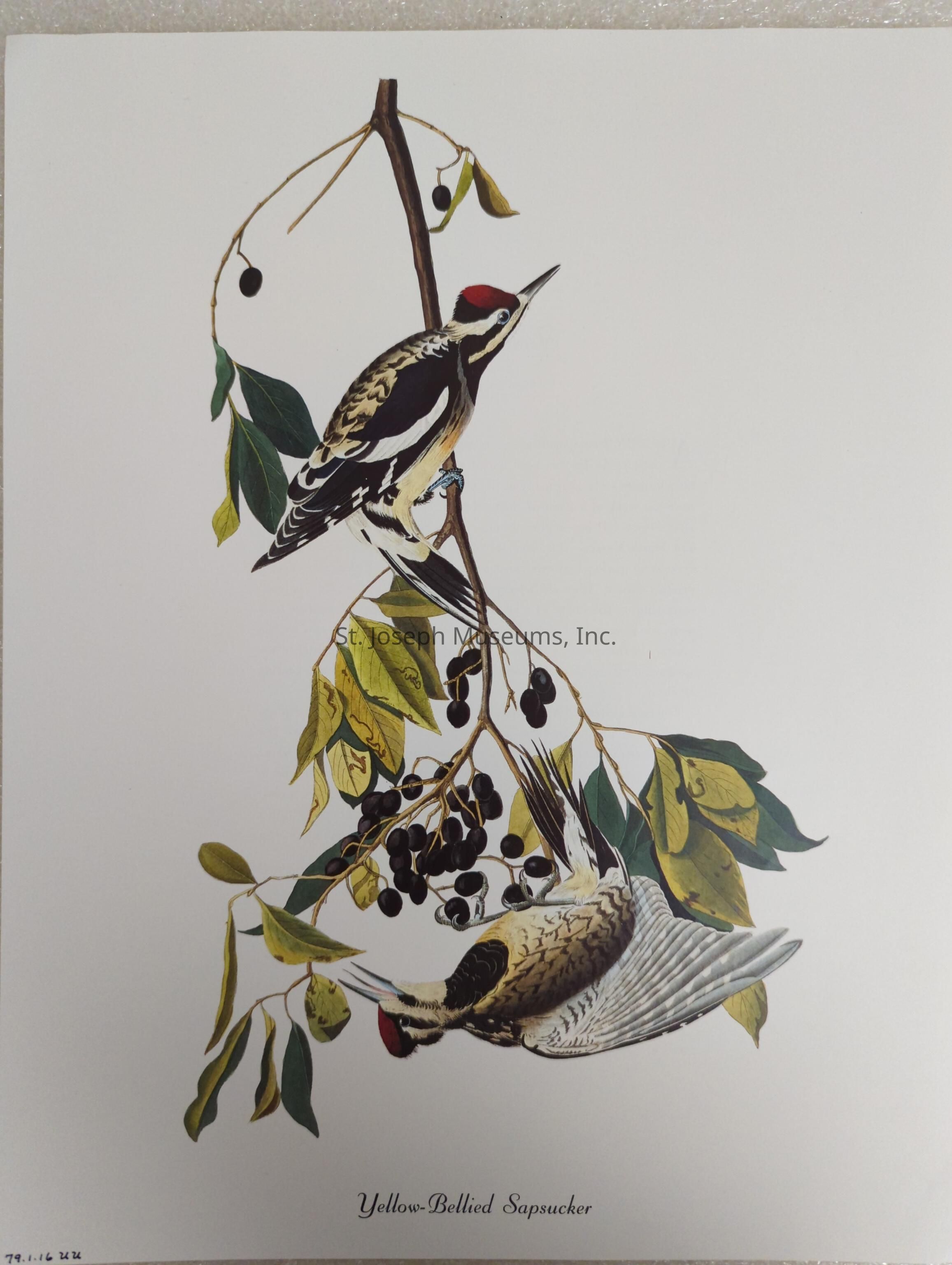 The image depicts an artistic illustration of two Yellow-Bellied Sapsuckers perched on a slender branch adorned with small dark berries and green leaves. One bird is upright, displaying its distinct black and white plumage with a striking red head, while the other is positioned upside down, showcasing similar markings. The crisp, detailed rendering emphasizes the graceful posture of the birds against the stark white background, creating a vibrant contrast that highlights their natural beauty and intricate details, encapsulating the essence of a serene moment in their habitat, as they appear focused and engaged with their surroundings, enveloped by the delicate foliage that frames them.