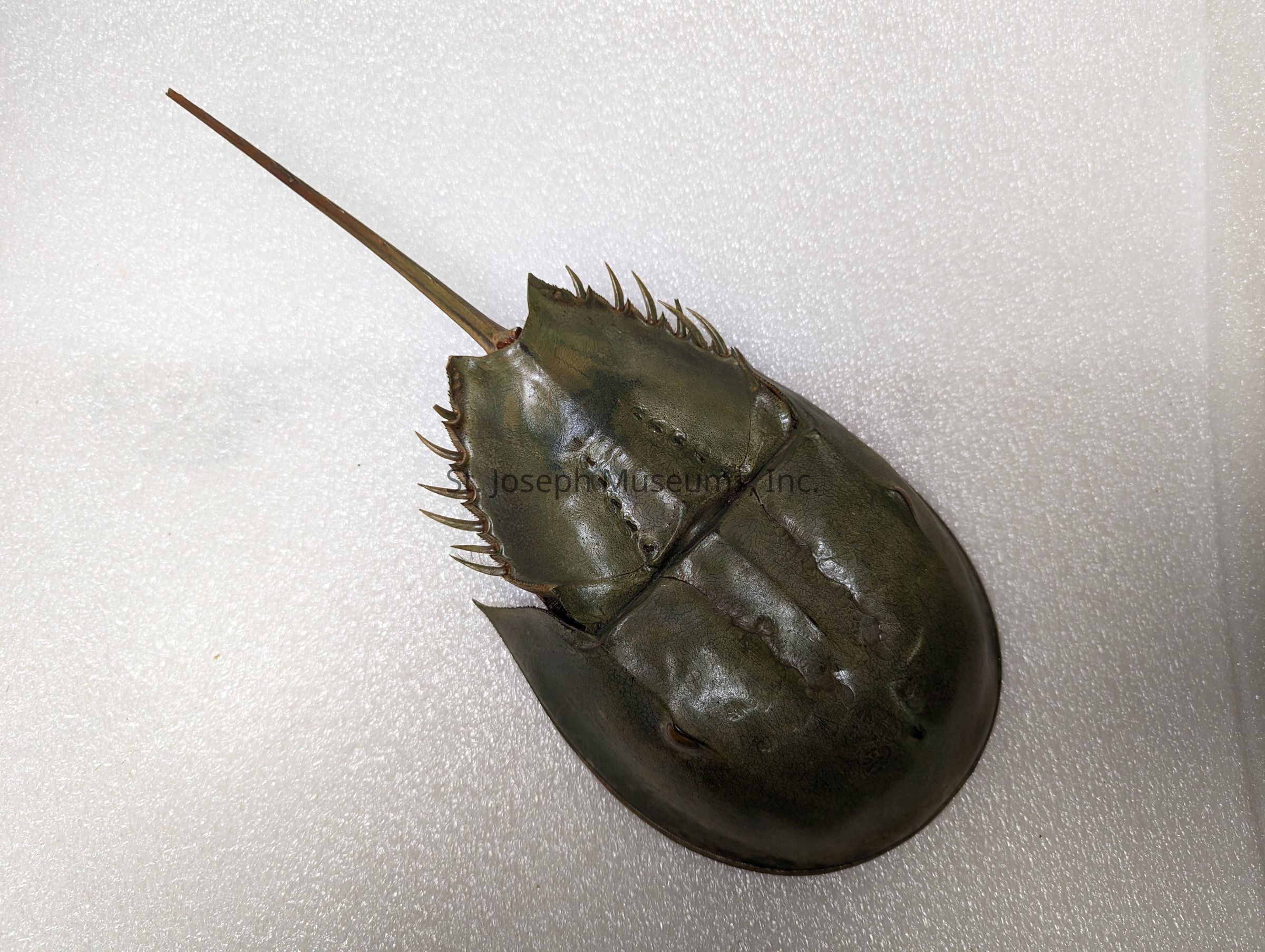 The image shows a horseshoe crab, characterized by its distinctive hard, rounded carapace which is dark brown to greenish in color. Its shell appears smooth with a slightly glossy texture, and it has curved edges lined with short, jagged spines. Extending conspicuously from the rear of the shell is a long, pointed tail spine, known as a telson. The horseshoe crab is lying on a white or light grey textured surface that provides a stark contrast, emphasizing its unique and ancient morphology. As an ancient marine arthropod, it resembles a creature from prehistoric times, with its body design having remained largely unchanged for millions of years. This image captures the essence of the horseshoe crab's evolutionary adaptability and resilience, characteristics that have enabled its survival through various ecological changes on Earth.