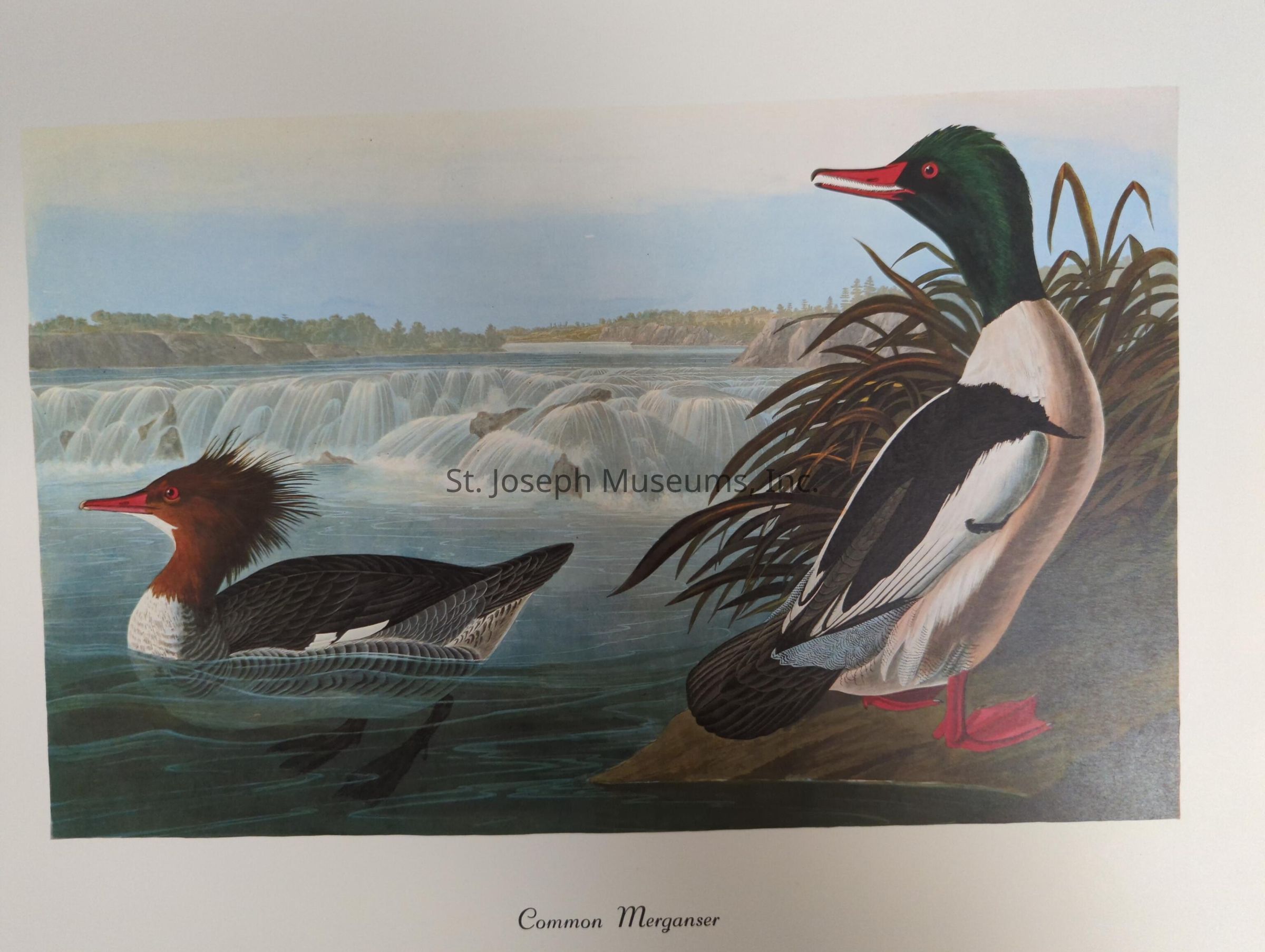 The image depicts an illustration of two Common Mergansers in a serene natural setting. One merganser is swimming gracefully in the water, characterized by its sleek, elongated body and distinctive, pointed red bill, while the other stands on the bank, its vibrant colors contrasting strikingly with the lush green vegetation around it. The backdrop features a tranquil river scene with cascading waterfalls, adding a sense of dynamic motion and vitality to the composition. The artwork beautifully captures the elegance and natural habitat of these birds, showcasing their impressive plumage and the serene environment they inhabit.