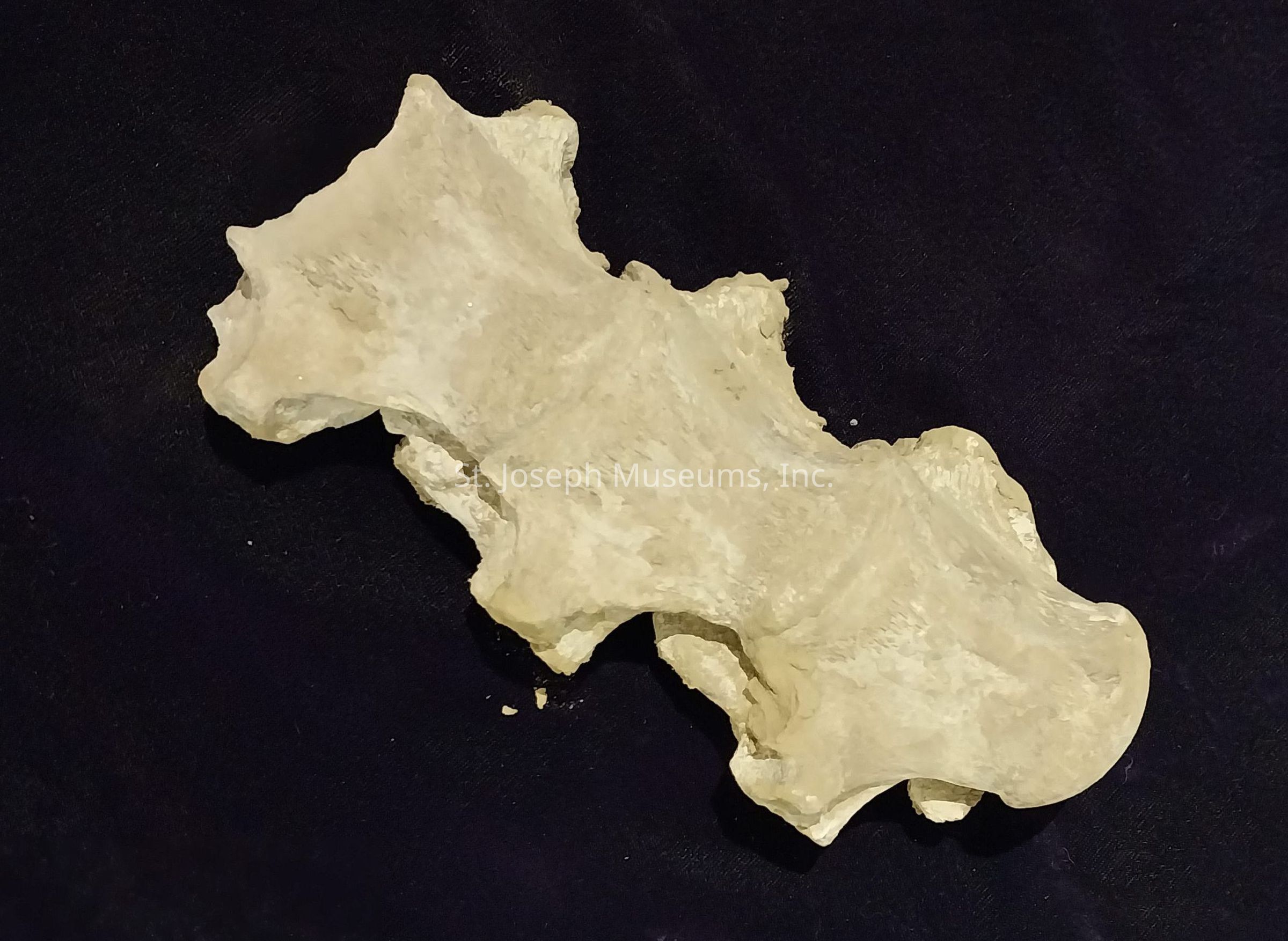 The image shows a large, irregularly shaped object with a rough, textured surface, resembling a piece of bone or fossil, set against a dark background. The object has a pale, off-white color with various contours and protrusions that give it a natural, organic appearance. Its jagged edges and weathered look suggest it could be a significant natural artifact, possibly part of a vertebra or a similar structure from a large creature. This object, with its distinct shapes and undulating surface, stands out in stark contrast to the deep, dark background, accentuating its unique features and highlighting its detailed structure. Its aged appearance hints at a long history, possibly indicating that it has been preserved or fossilized over many years. The interesting form and texture invite curiosity about its origins and the story it might tell scientists or enthusiasts who study such artifacts.