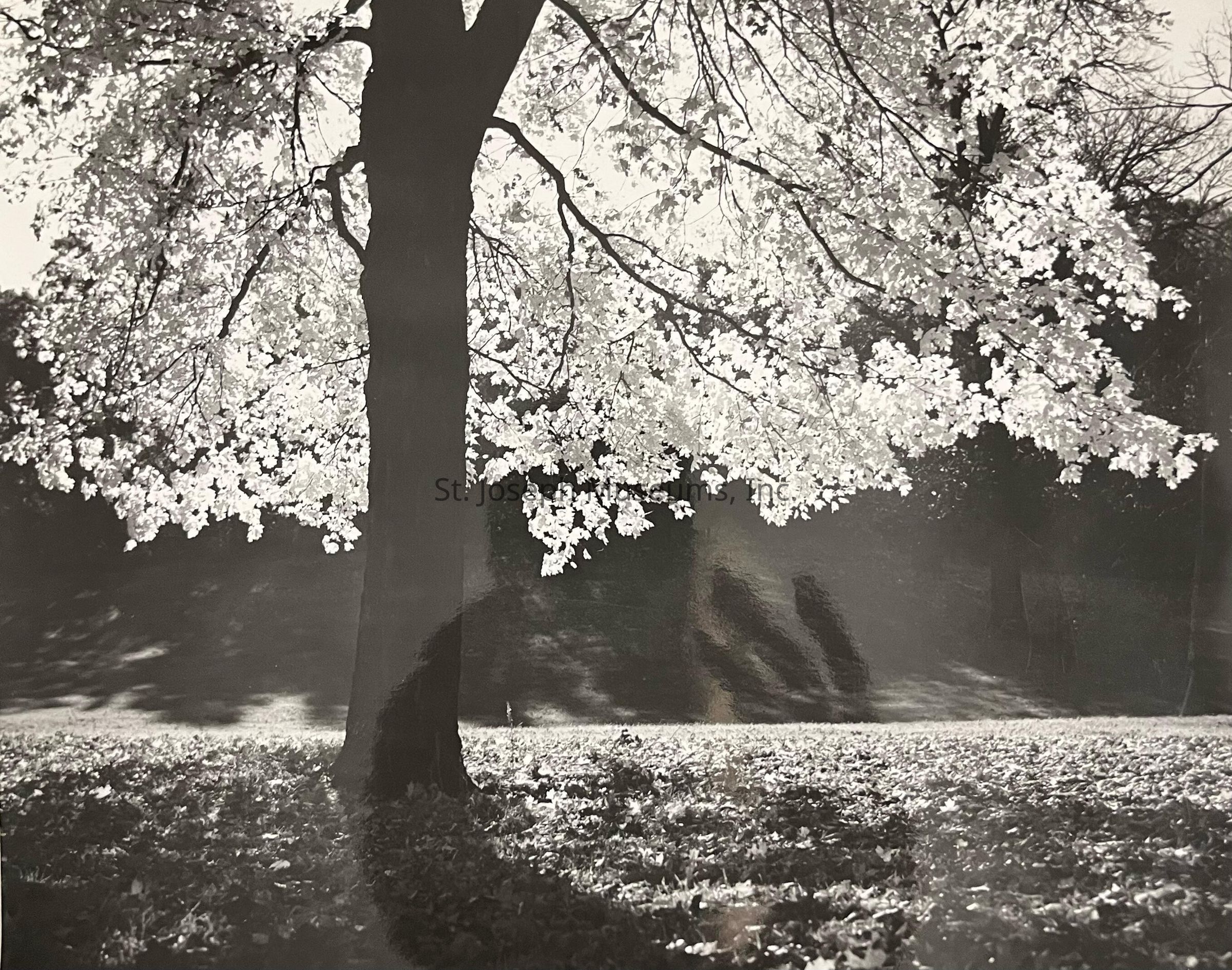 A black and white photograph captures the serene beauty of a large tree with luminous leaves overhanging a grassy area, casting intricate shadows on the ground beneath. The foliage is brightly illuminated, perhaps suggesting sunlight streaming through, while in the backdrop, the scene appears still and peaceful.