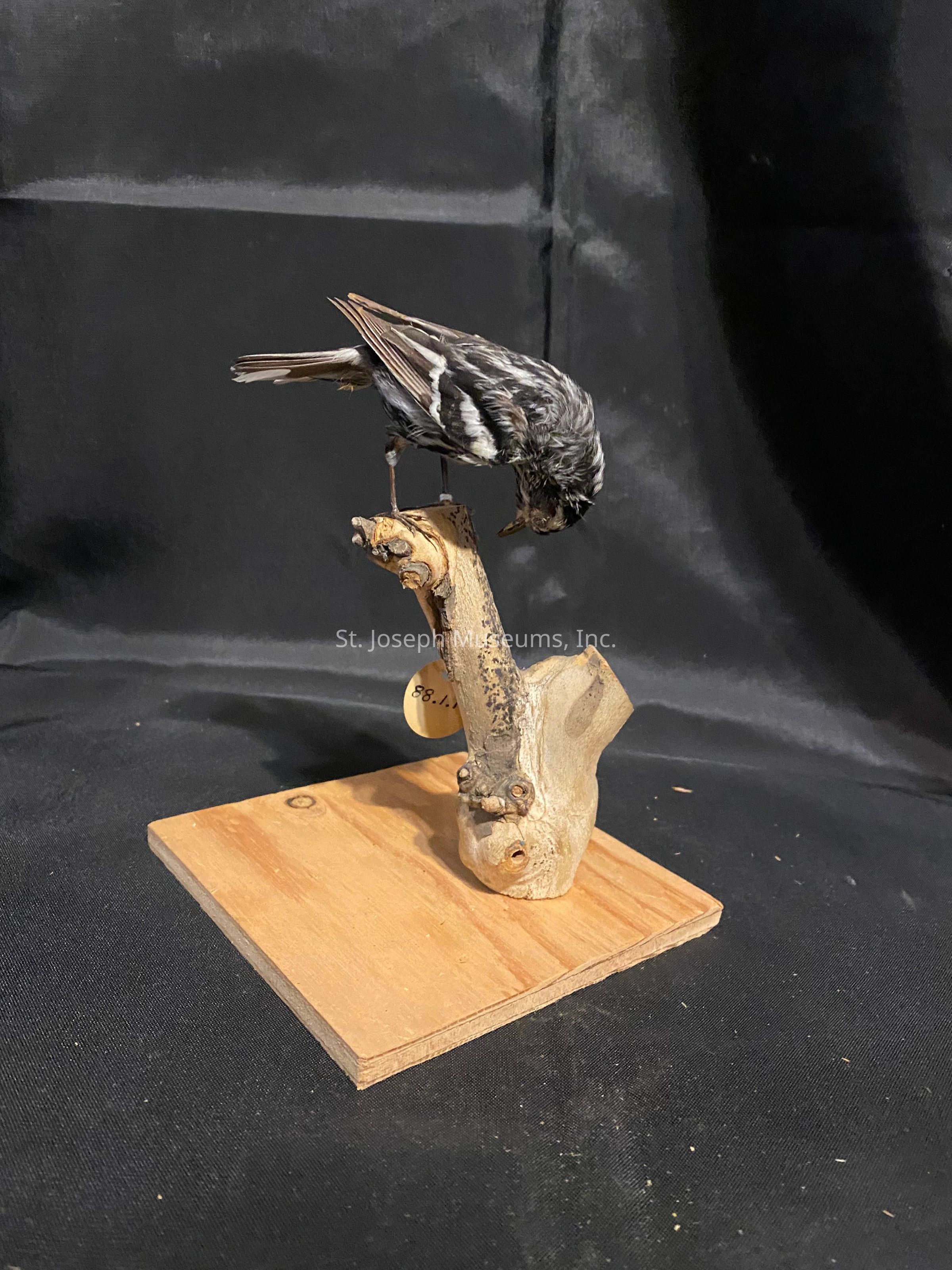 The image shows a taxidermy bird with black and white feathers perched on a small, rugged branch, which is mounted on a rectangular wooden base. The background is a plain black fabric, providing contrast to the bird and its perch. The bird appears to be looking down, with its head turned towards the wood. A small tag with numbers is attached to the branch, suggesting an inventory or cataloging system for identification. The overall presentation is simple, focusing attention on the details of the bird's plumage and the naturalistic texture of the wooden perch. The lighting casts soft shadows, adding depth to the image, and highlighting the intricate patterns on the bird’s feathers.