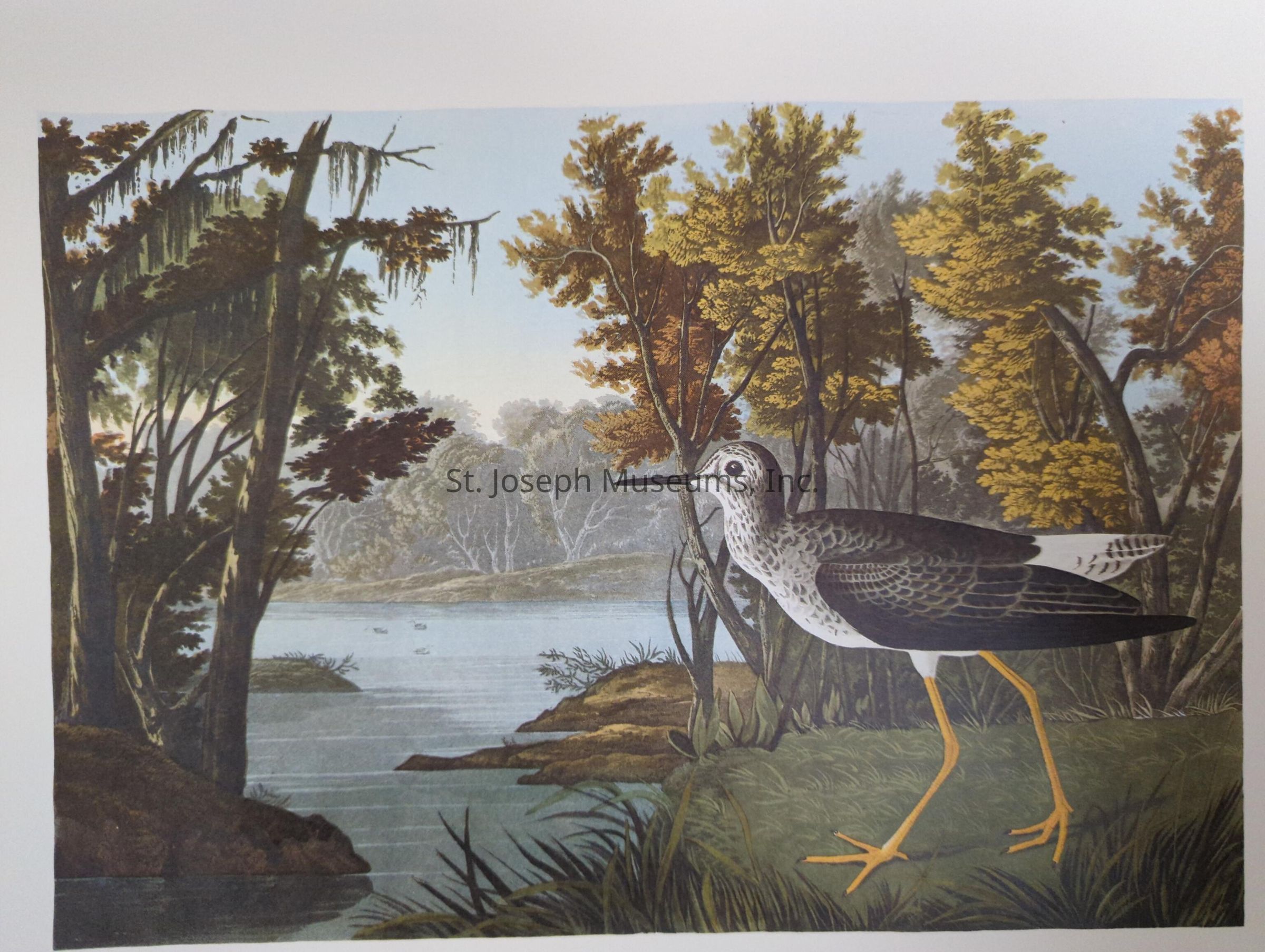 The image depicts a tranquil natural scene featuring a detailed illustration of a bird, likely from the shorebird family, standing gracefully with its elongated legs and slender beak. The bird is positioned prominently in the foreground against a backdrop of lush greenery, characterized by various trees displaying an array of colors, including deep greens and vibrant yellows, suggesting early autumn. In the background, a serene body of water gently flows, reflecting the peaceful ambiance of the setting. The water is framed by dense foliage, and the sky above is clear, contributing to the picturesque and serene environment typical of a wetland habitat.