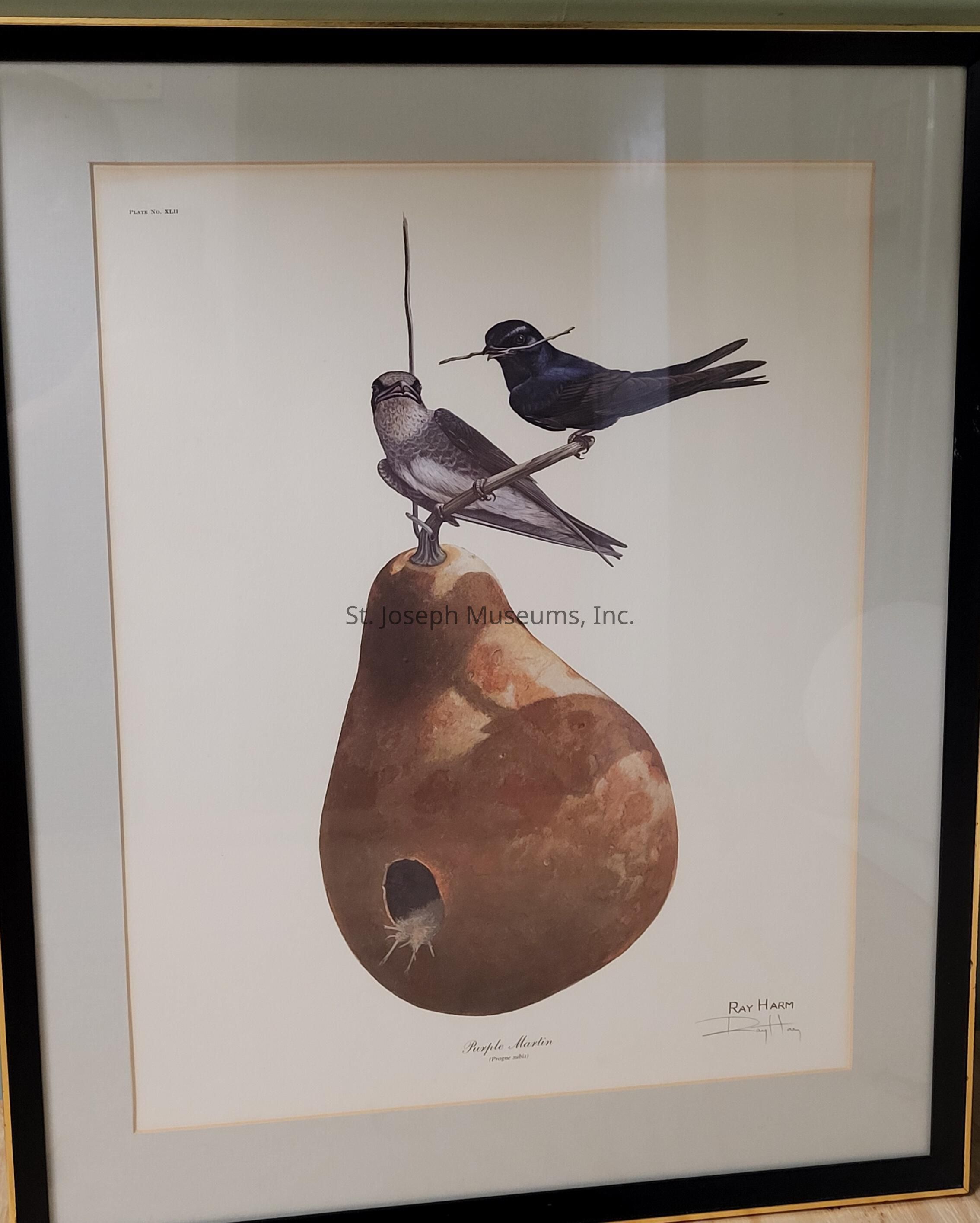 The image depicts a framed illustration of two birds perched atop a large gourd, likely a nest with an entrance hole visible near the bottom. The birds, portrayed in tones of gray and dark blue, are positioned on a branch that extends over the gourd. One bird appears to hold a twig, suggesting nesting behavior. The gourd is rendered in shades of brown, and the art is signed by Ray Harm, with the text “Purple Martin” included beneath the image, indicating the species of the birds. The artwork is enclosed in a black frame with a cream-colored mat.