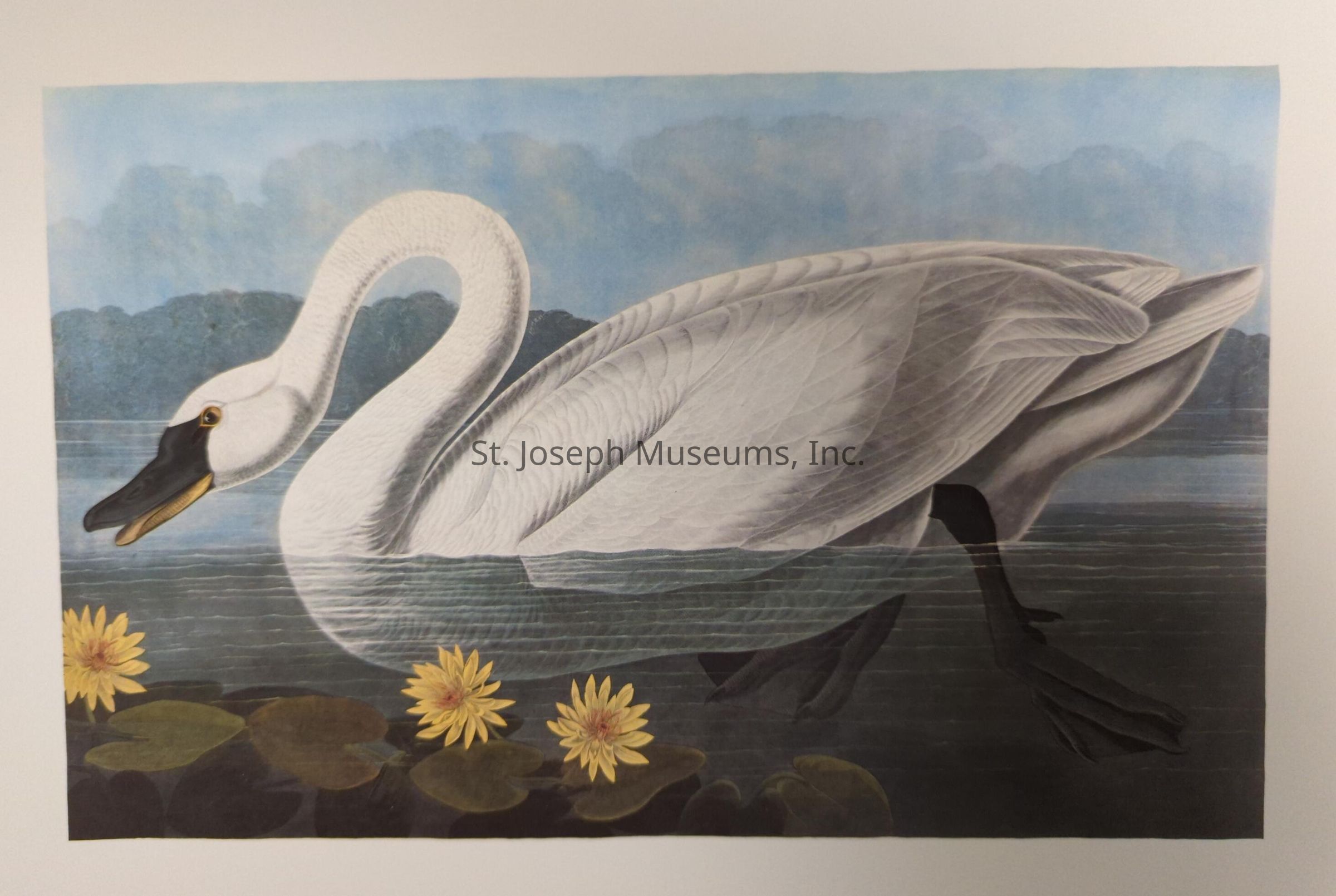 The image depicts an elegant swan with a graceful neck, gliding through a serene body of water, its body partially submerged, and its white feathers meticulously detailed against the backdrop of a tranquil landscape; the scene is further enhanced by a series of lily pads and bright yellow flowers floating on the water’s surface, their vibrant colors contrasting beautifully with the muted tones of the sky and the soft reflections on the water, creating a harmonious and peaceful composition that captures the delicate balance of nature, inviting viewers to pause and appreciate the intricate beauty of the natural world in its quiet, serene form.