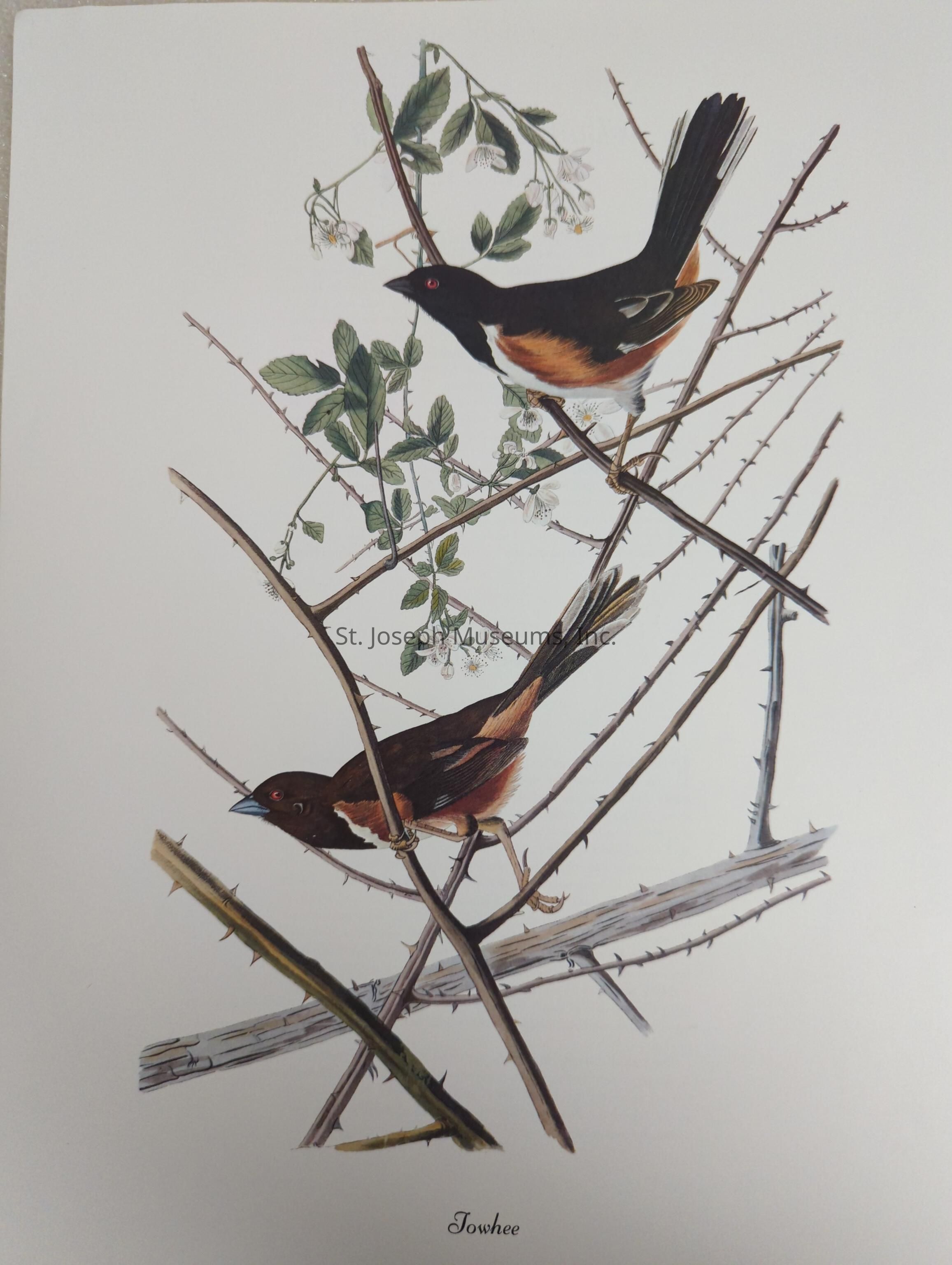 The image depicts a detailed illustration of two birds known as Towhees, perched on intricate, thorny branches. The birds exhibit striking features, with one positioned above the other, each showcasing a dominant black and rich red-brown plumage accented by white markings. Their bright eyes stand out against the vibrant feathers, adding intensity to the portrayal. The branches are adorned with green leaves, some of which are budding with small white flowers, creating a contrast with the sharp thorns. The overall composition emphasizes a natural, harmonious environment where the birds appear alert and engaged in their surroundings, capturing a moment of serene, yet dynamic stillness.