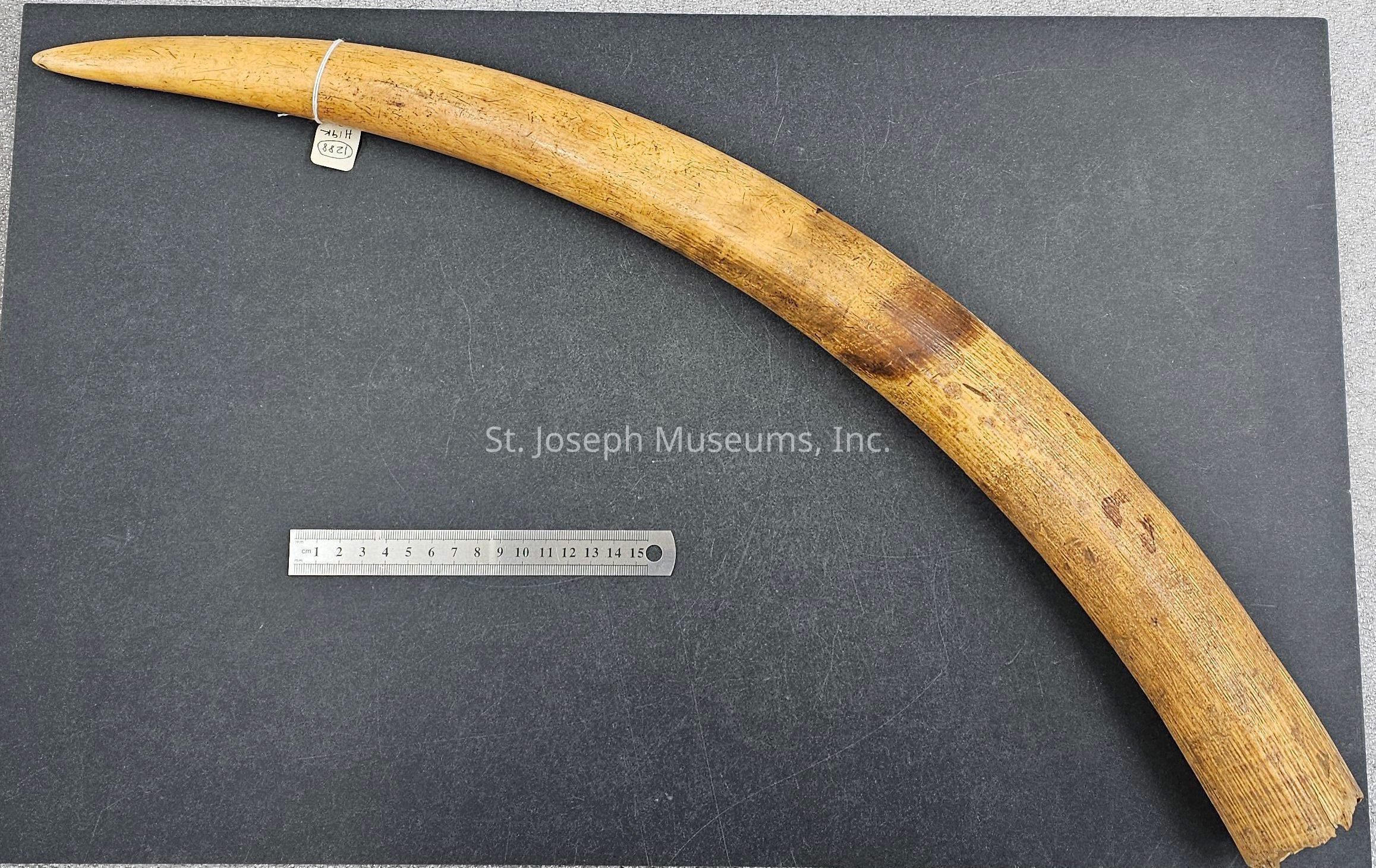 The image shows a curved object resembling a tusk or a horn, placed on a dark surface. It has a smooth, yellowish-brown texture with some darker patches and appears to be made of a dense material like wood or bone. It is accompanied by a small tag tied with a string, bearing some numbers and letters. A metallic ruler is placed alongside, indicating its length to be around 27 centimeters. The object is flat on one side, which suggests it might have been used for some practical purpose, possibly as a tool. The object’s surface shows natural wear and marks, possibly from age or use, indicating it might be an artifact or antique piece.