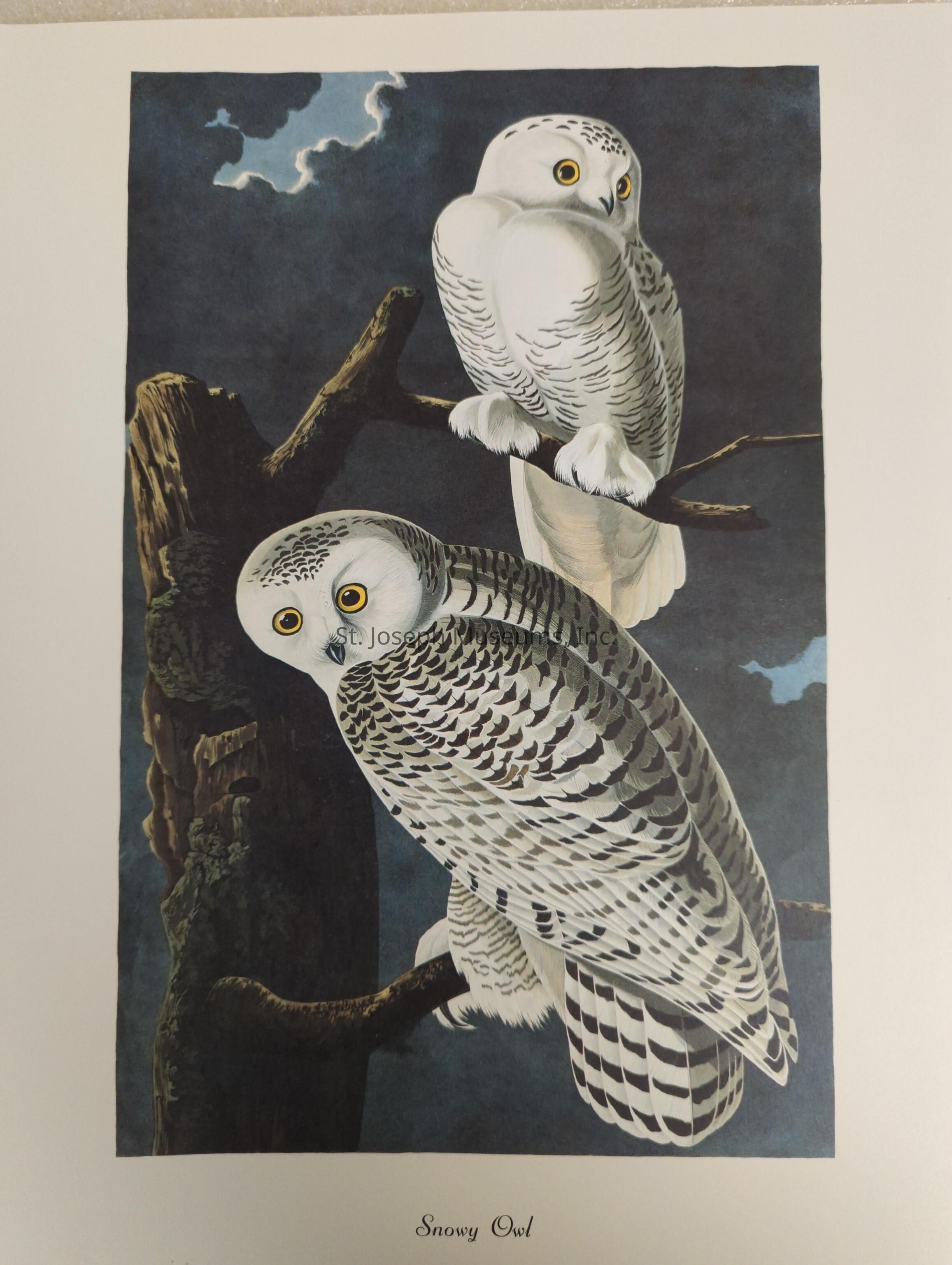 In this illustration, two snowy owls are perched on tree branches against a dark, nighttime sky with subtle clouds. The owl at the top is positioned slightly to the right, with bright yellow eyes and a pristine, white feathered body speckled with faint markings. It stands gracefully on a horizontal branch, observing its surroundings. Below it, another snowy owl is perched facing left, showcasing more prominent mottled patterns across its feathers, reflecting the same intensity in its striking yellow eyes. The contrasting hues of their feathers against the deep blues and blacks of the background create a vivid depiction of these majestic birds in their natural habitat, with the texture of the tree branches adding a realistic feel to this captivating scene. The combination of their serene posture and the atmospheric background evokes a sense of calm and mystery.