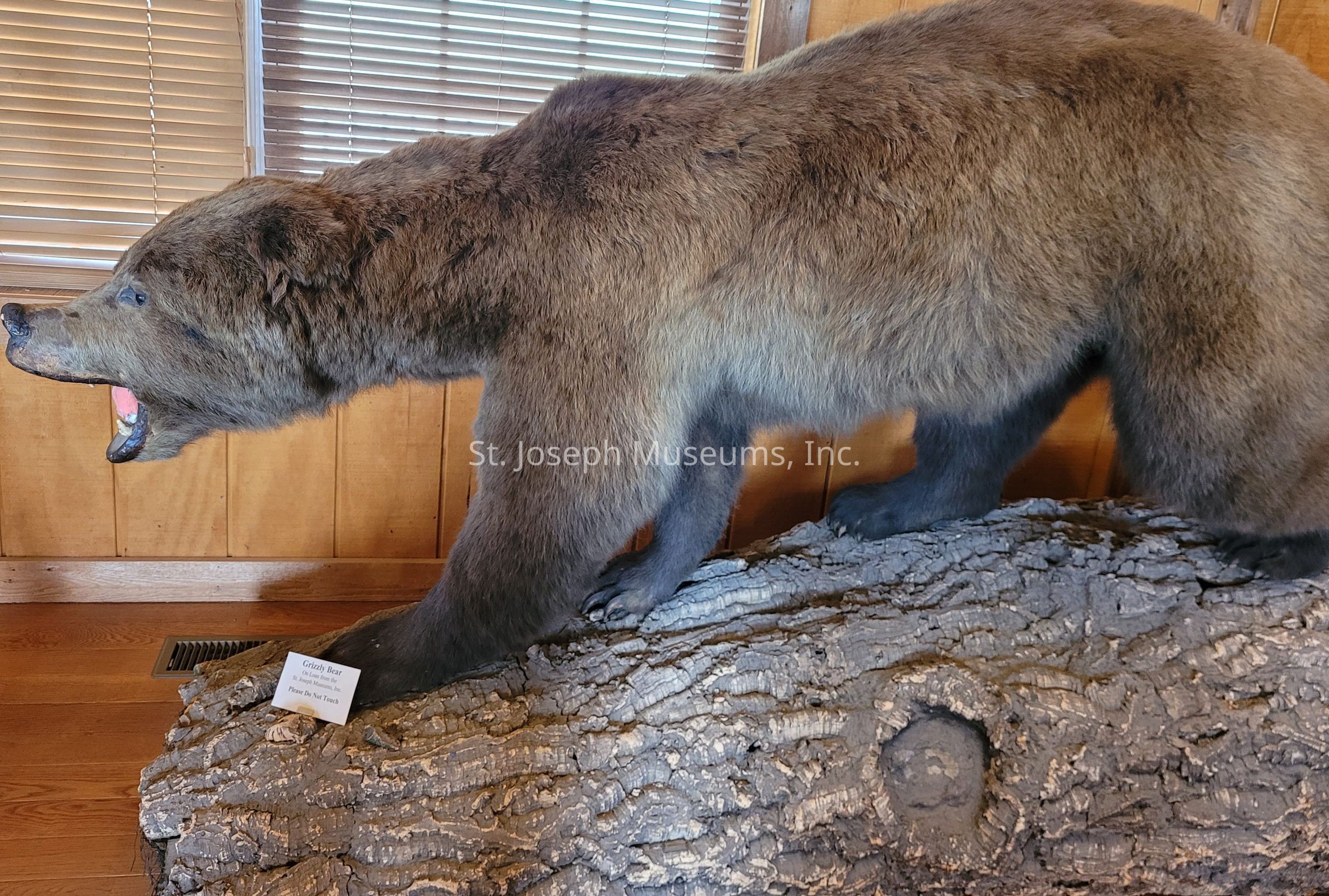 The image showcases a taxidermy display of a grizzly bear, poised on a section of textured wood, its mouth open in a naturalistic snarl, as it stands in a warmly lit room with wooden walls and window blinds casting gentle shadows. There is a small sign near the bear which seems to provide information about the exhibit and a reminder not to touch it, contributing to the educational and rustic atmosphere of the setting. The bear's fur appears well-preserved, capturing the rich brown tones characteristic of this majestic creature, while the detailed features, including the claws and sharp teeth, emphasize both the artistry and realism involved in the creation of this exhibit.