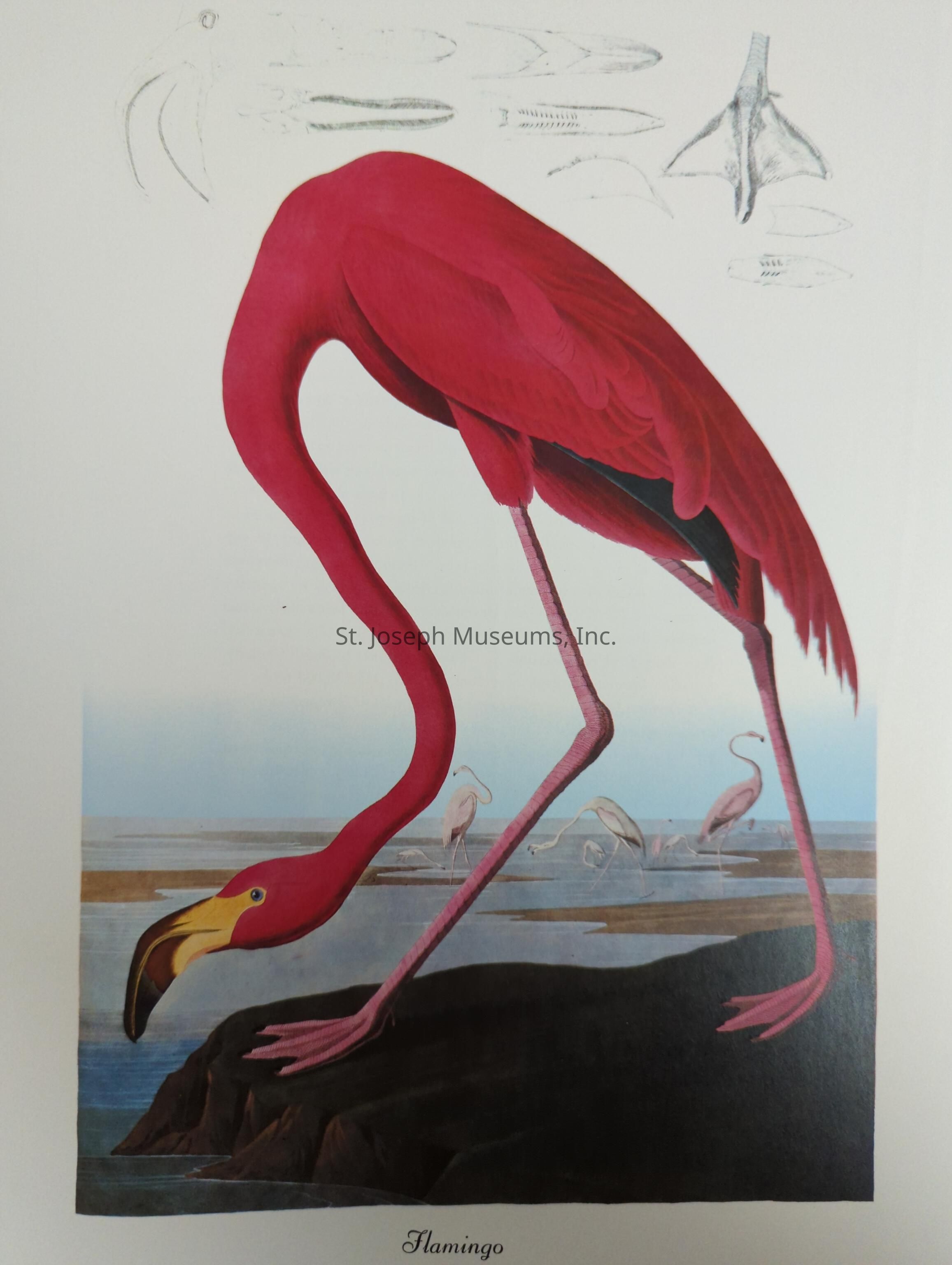 The image is a detailed illustration of a flamingo, prominently featuring its strikingly vibrant pink plumage and elongated legs. The flamingo is depicted bending its long neck as it searches for food, with its distinctive curved beak almost touching the ground. It stands on a rocky outcrop that overlooks a body of water, where several other flamingos are seen in the background, wading and feeding in the shallow waters. Above the main illustration, there are sketches of anatomical features, including the flamingo's beak and foot, showcasing the bird's unique adaptations. The artwork provides a blend of realism and artistic detailing, capturing the elegance and distinctive appearance of the flamingo in a natural setting, while also offering an educational glimpse into its anatomy.