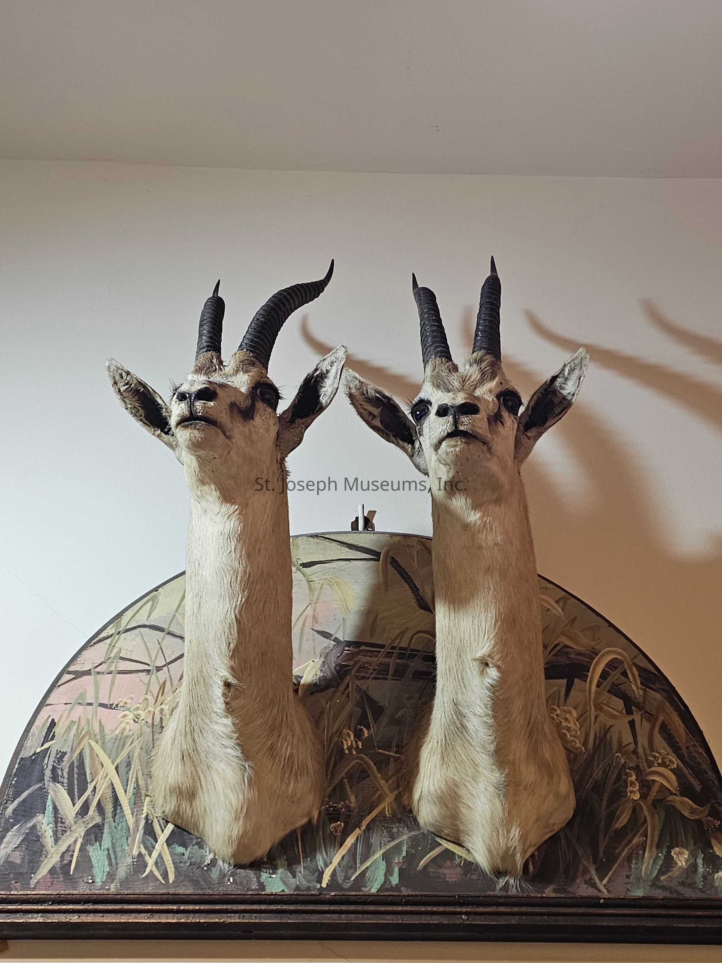 The image shows a pair of mounted antelope heads with distinct, curved horns and lifelike details, positioned side by side against a plain wall. These taxidermy specimens are displayed on a wooden plaque with a painted background featuring grass and reeds, adding a naturalistic touch to the presentation. Soft lighting casts subtle shadows, enhancing the texture of the fur and the elegant curve of the horns. The overall arrangement evokes a sense of wilderness and rustic charm, combining artistry with a homage to the majesty of wildlife. Each head is meticulously crafted, showcasing the skill involved in preserving such creatures for display purposes. The composition blends both artistry and nature, capturing attention with its realistic appearance and detailed craftsmanship. This setting may be found in a room dedicated to hunting trophies, wildlife exhibits, or scenes with an exploration theme, contributing a unique character and historical reference to the space.