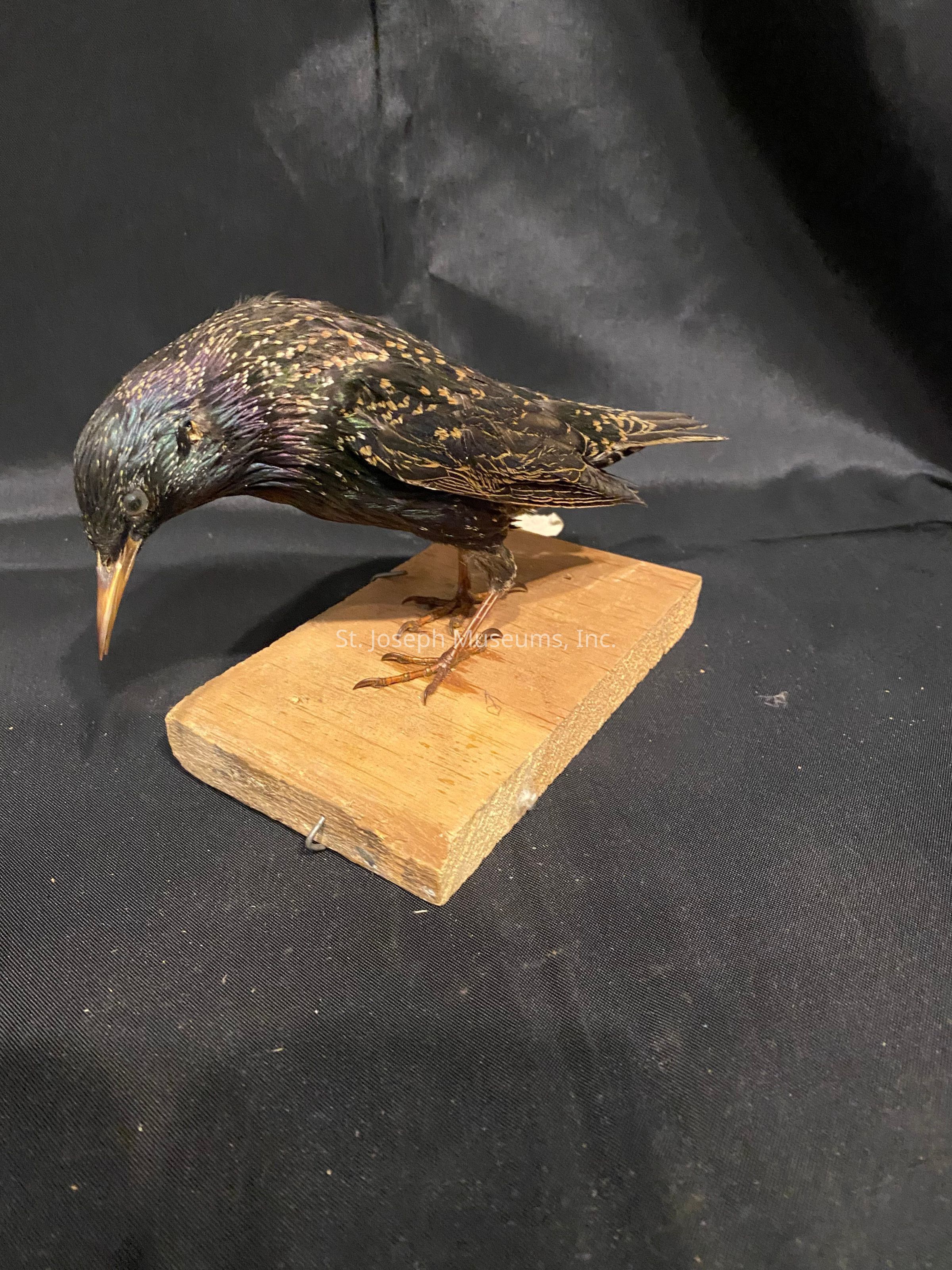 The image features a taxidermied bird, possibly a starling, with iridescent plumage displaying shades of purple, green, and gold, perched on a simple wooden base against a black fabric backdrop. The bird's head is slightly bowed, with its beak pointing downwards, showcasing detailed craftsmanship and attention to the vivid, realistic coloration of its feathers. The wooden platform appears weathered, with some natural textures, complementing the bird's organic form. The black fabric background provides contrast, emphasizing the bird's intricate and vibrant appearance, while also giving the scene a subtle and elegant presentation. Dust particles scattered across the fabric add a sense of realism and depth to the environment, suggesting a setting where the bird might be part of a nature exhibit or a personal collection. This carefully prepared composition invites the viewer to appreciate the artistry and detail involved in the preservation process and the beauty of natural avian features frozen in time, offering a momentary glimpse of the avian world’s splendor.