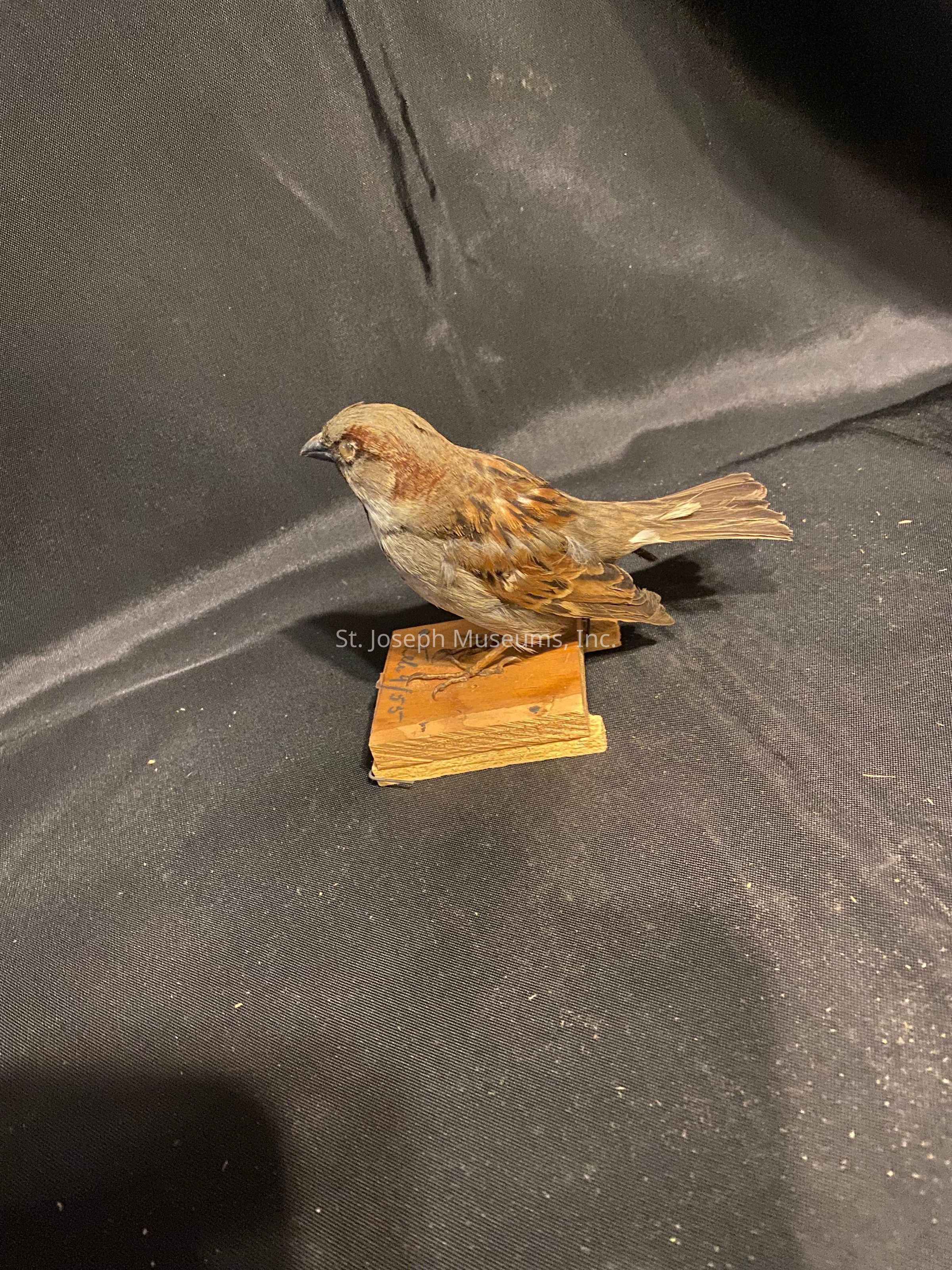 The image features a taxidermied bird, resembling a sparrow, mounted on a small, flat wooden platform. The bird is positioned on a black fabric backdrop, which provides a stark contrast to its various brown and beige feather patterns. It appears lifelike, with detailed craftsmanship highlighting its plumage, primaries, and tail feathers, which fan out slightly behind it. The background is slightly textured, with subtle creases that create depth. The wooden base is simple, slightly worn, and rectangular, bearing some marks or writing that are partially visible but not entirely clear. This display appears to be part of an educational or natural history context, showcasing the bird in a quite realistic manner. The lighting is soft and even, emphasizing the bird's features without casting harsh shadows, while the overall presentation is minimalistic, drawing focus directly to the bird itself.