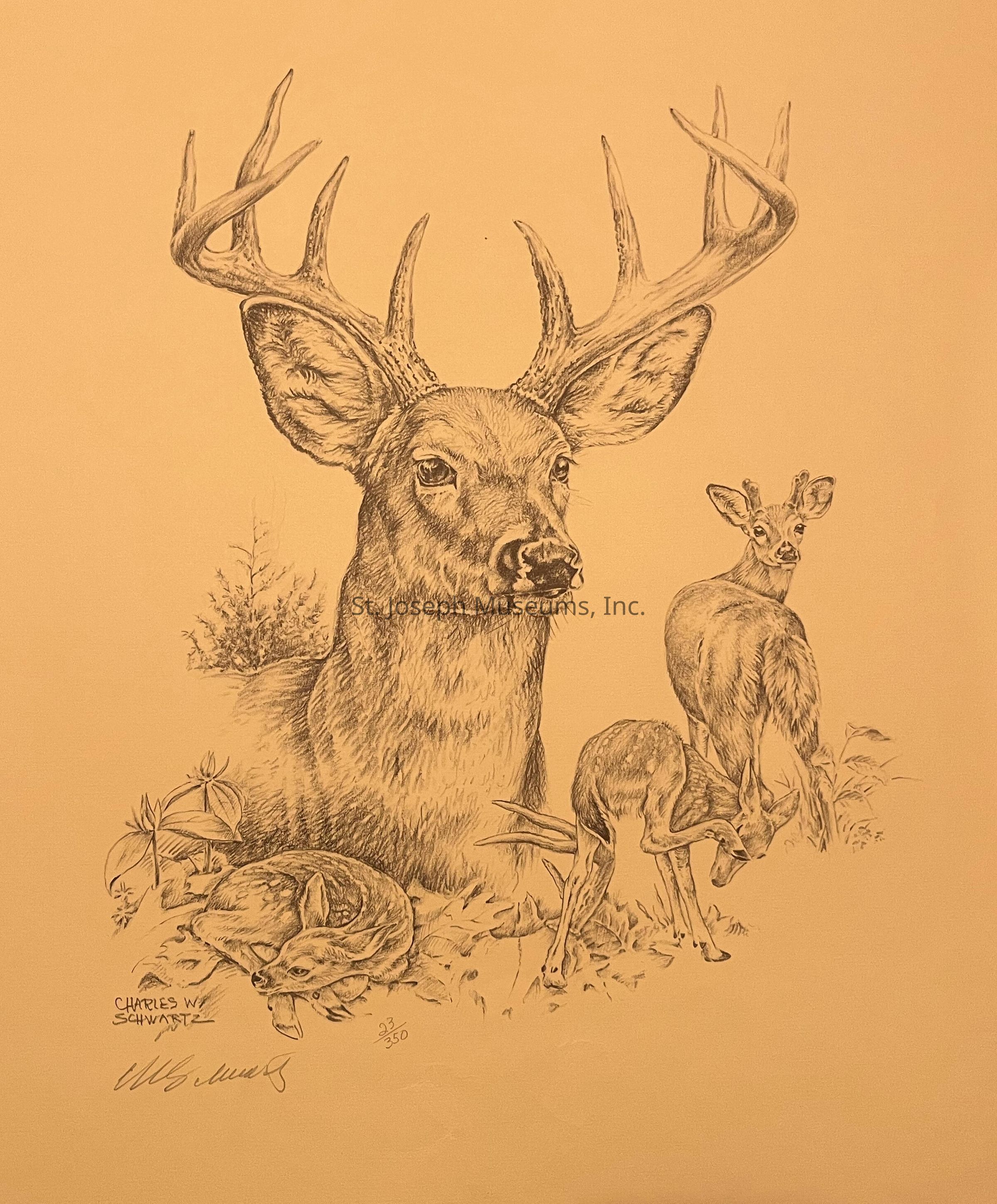 The image is a detailed pencil drawing depicting a majestic deer with a prominent set of antlers as the centerpiece, surrounded by a natural setting filled with foliage and other elements of wildlife; to the right, a young deer stands and scratches its head with its leg, while to the left, a fawn is shown resting peacefully on the ground, highlighting the intricacy of each animal's features and textures, with the signature "Charles W. Schwartz" and edition number "93/350" visible, signifying its status as a limited edition artwork.