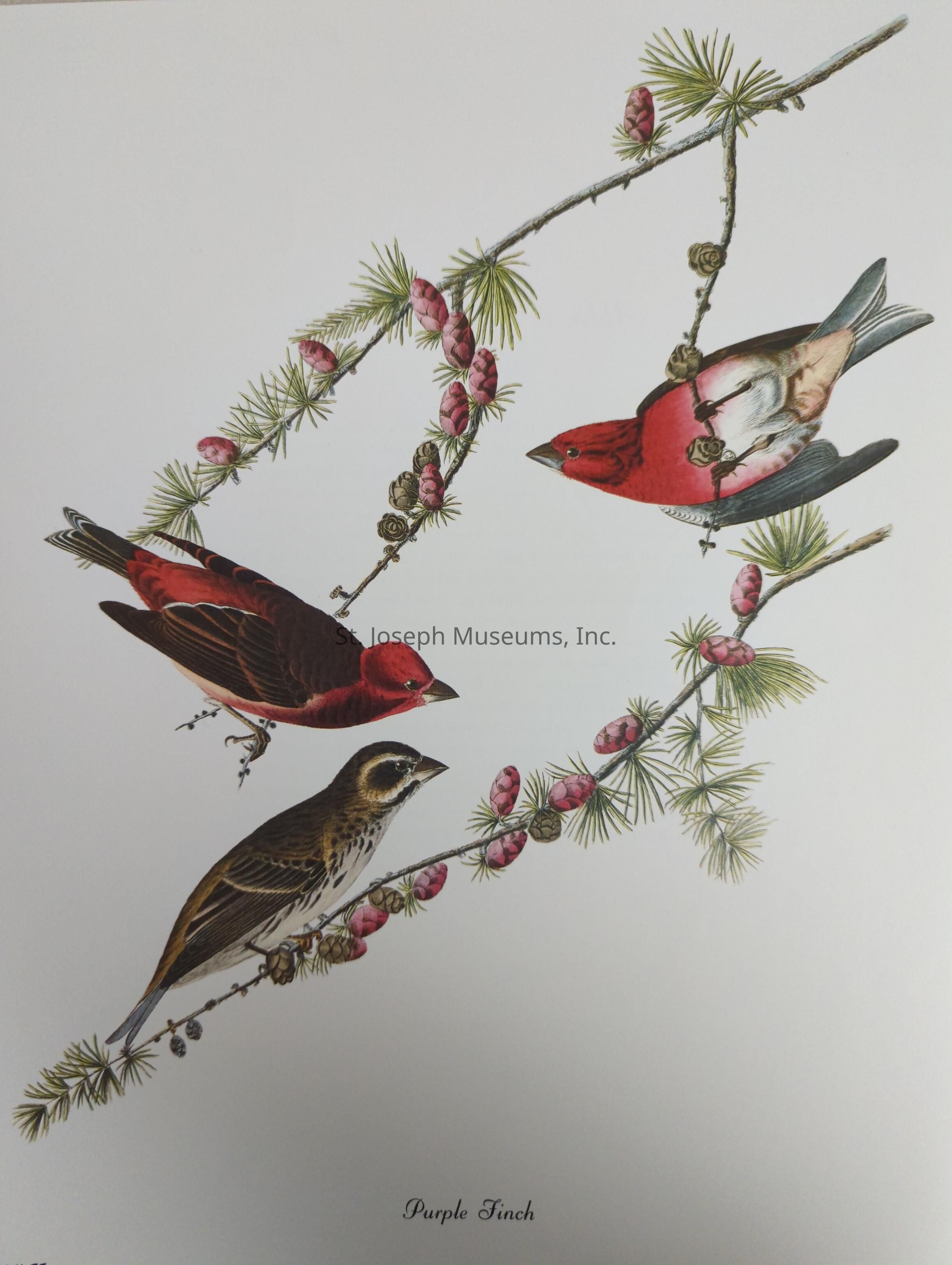 The image depicts a beautifully detailed illustration of three purple finches perched on delicate pine branches, adorned with green needles and pinkish-purple pine cones, highlighting the vibrant plumage of the birds with two males showing striking red hues contrasted against the subtle brown and white tones of the female; each finch is positioned distinctively on the branches, capturing a dynamic and naturalistic scene, while the simple, white background emphasizes the intricate details and colors of the artwork, inviting the viewer to appreciate the elegance and vividness of these small, lively birds in their natural habitat.