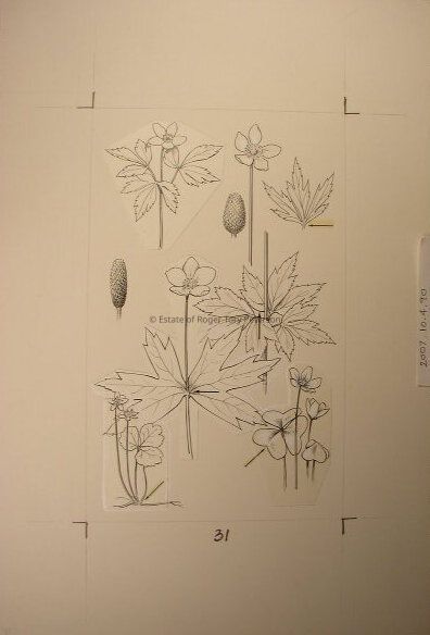 A Field Guide to Wildflowers of Northeastern and North-central North America