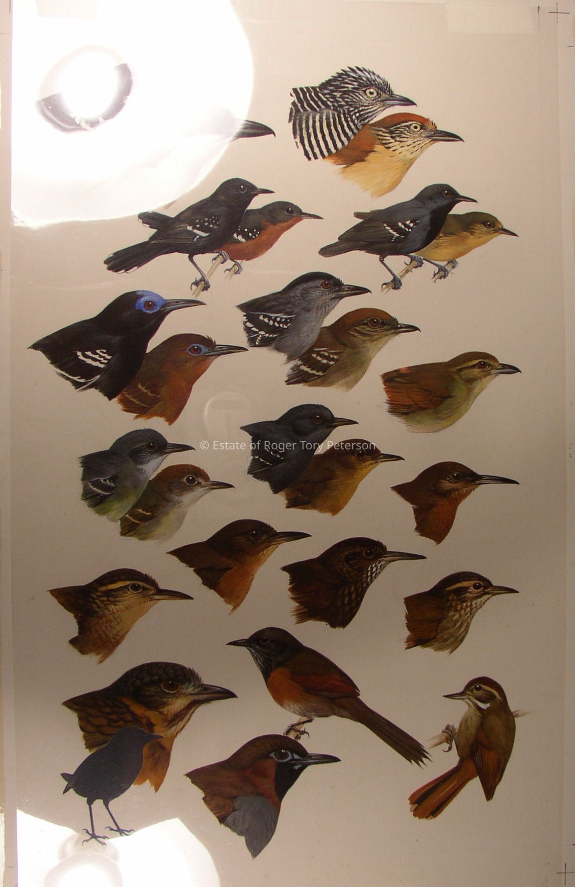 A Field Guide to Mexican Birds, 1973