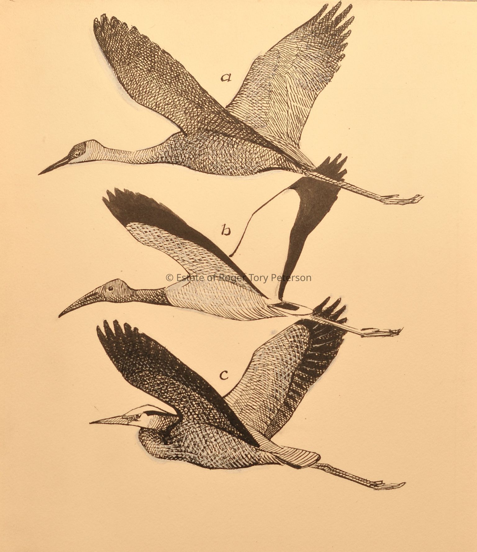 A Field Guide to the Birds, 1939