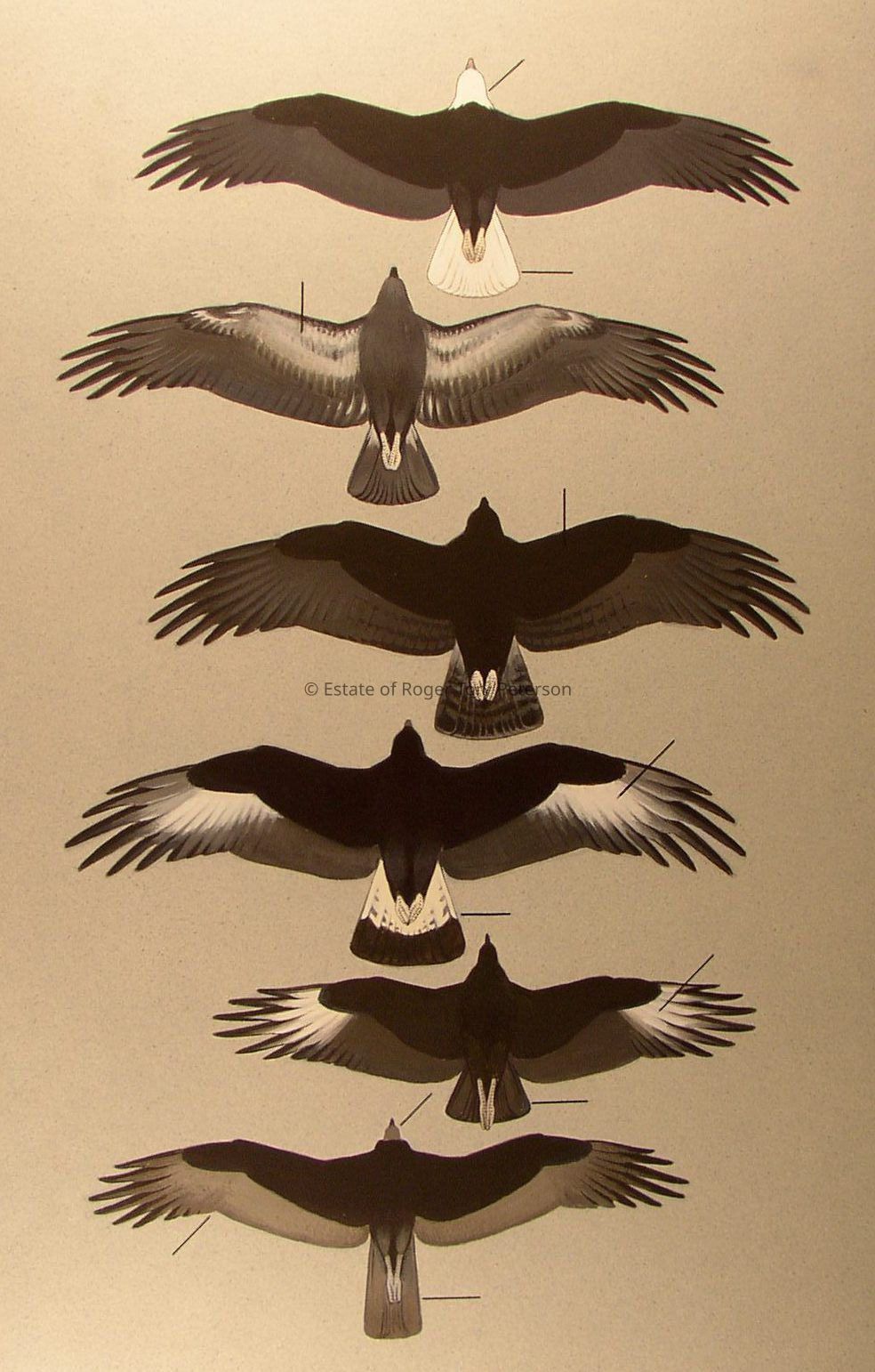 A Field Guide to the Birds of Texas, 1960