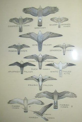 A Field Guide to Western Birds, 1941