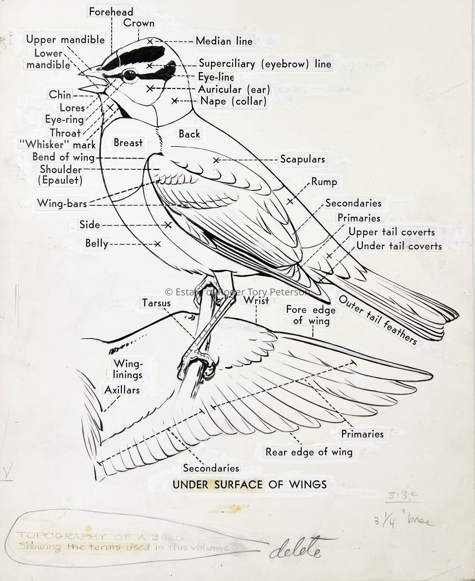 A Field Guide to the Birds, 1934