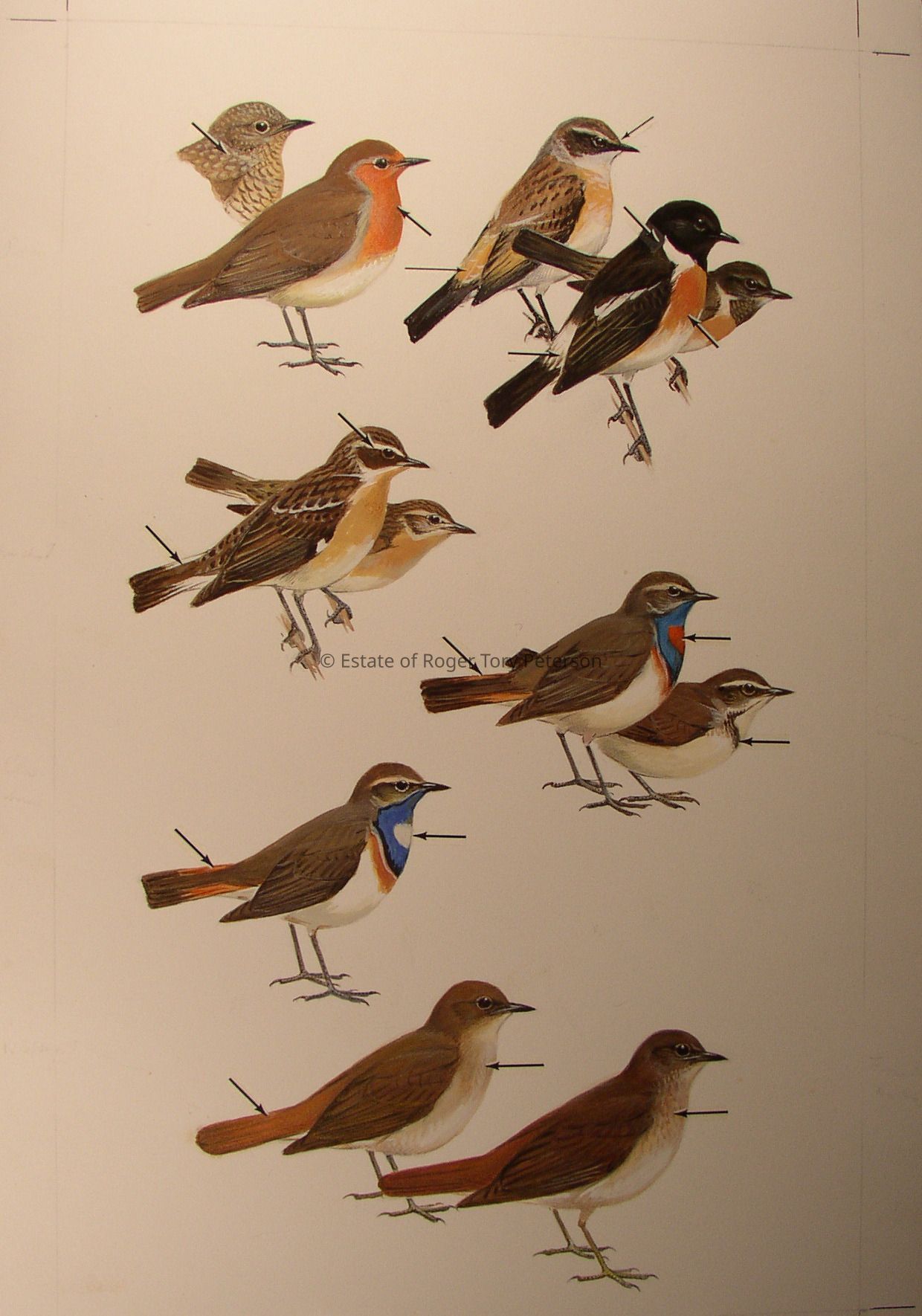 A Field Guide to the Birds of Britain and Europe