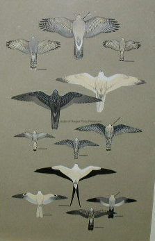 A Field Guide to the Birds, 1947